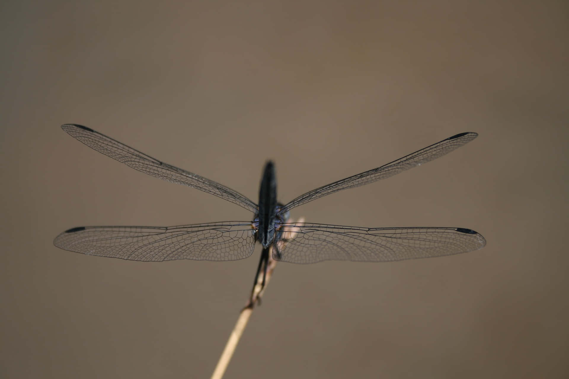 dragonfly, transparent wings, slender twig, Full HD Desktop Wallpaper