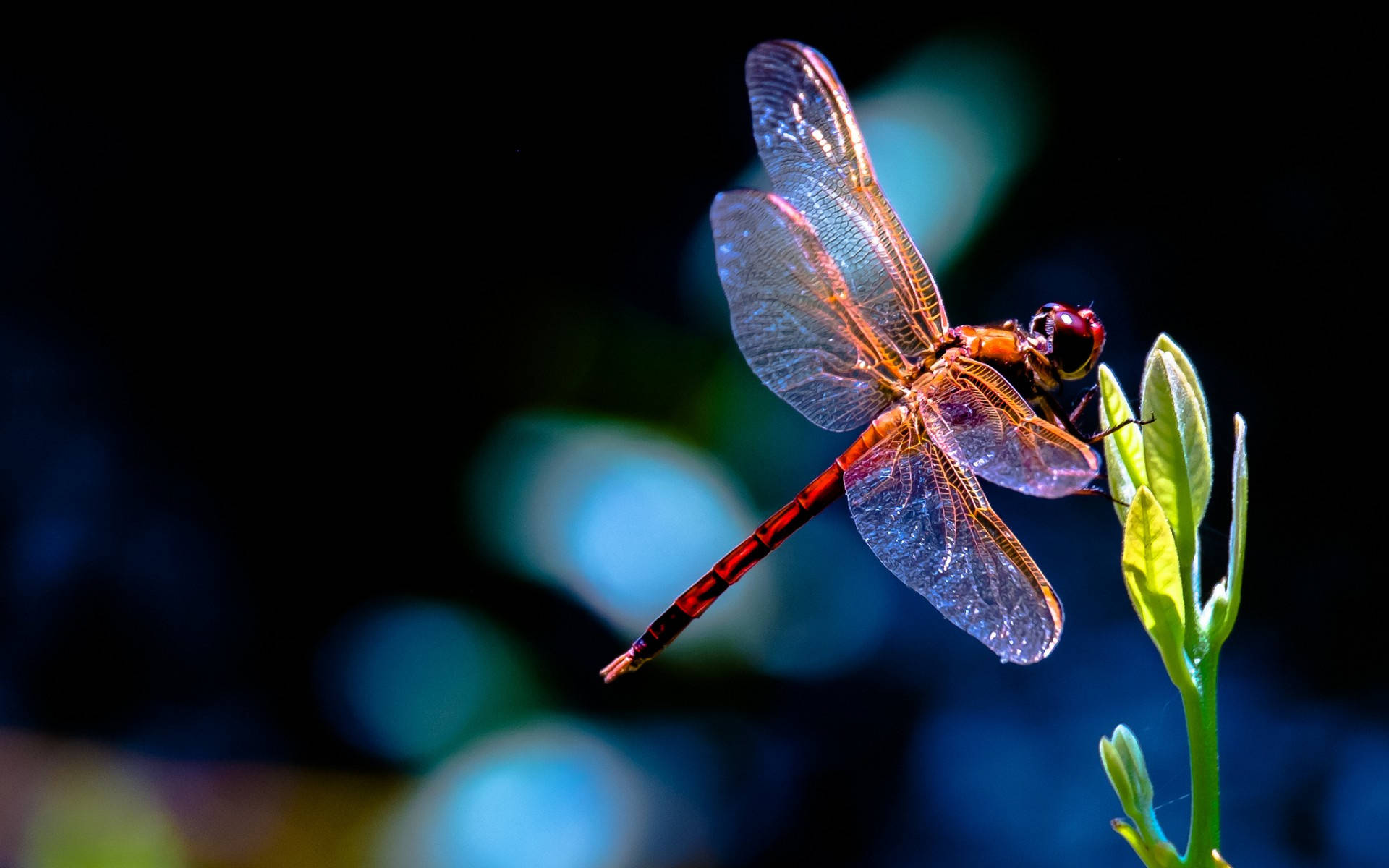 red eyed dragonfly, vibrant red dragonfly, fresh green leaf, Full HD Desktop Wallpaper