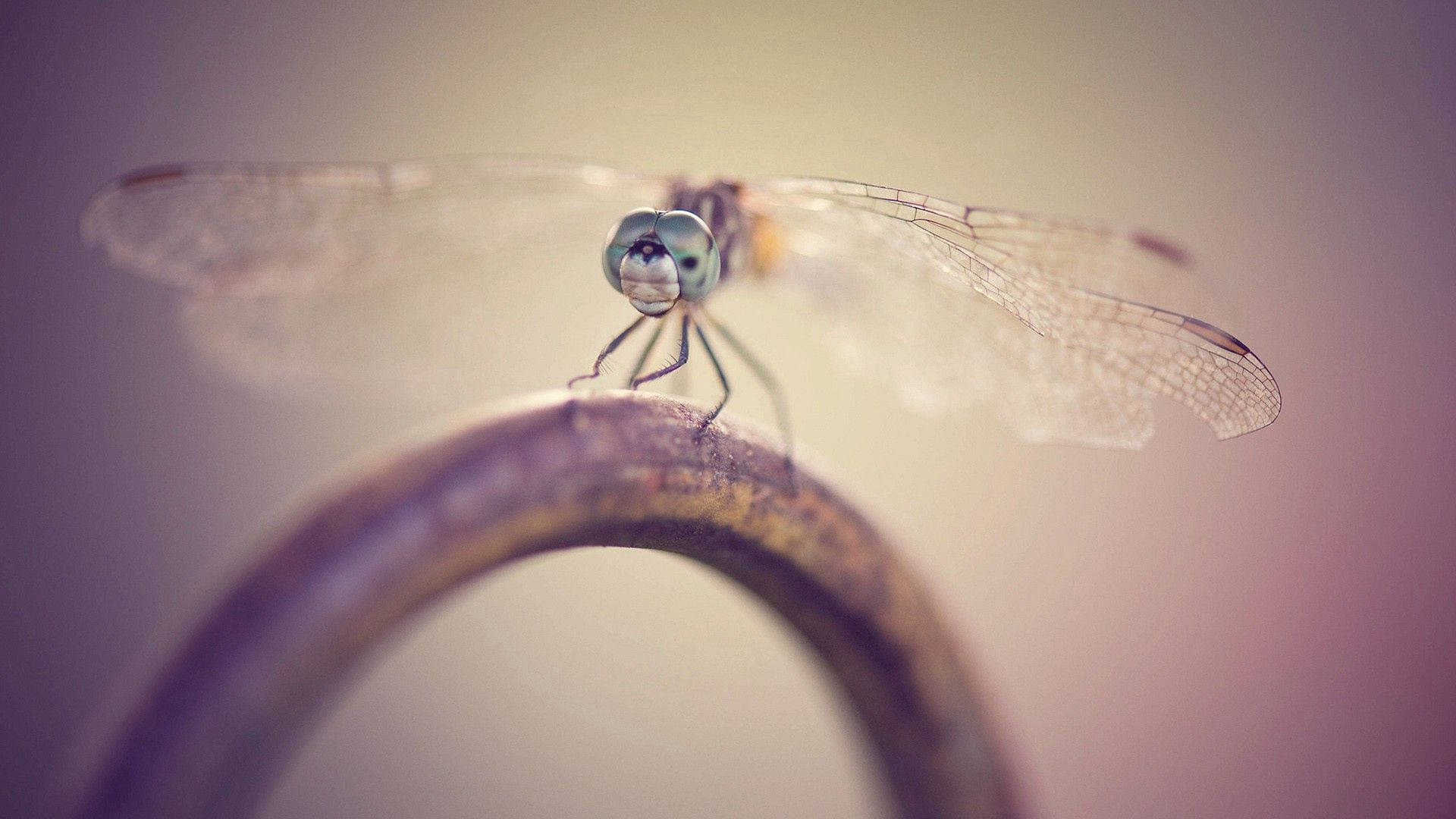 Dragonfly, translucent wings, curved rusty metal rod, Full HD Desktop Wallpaper