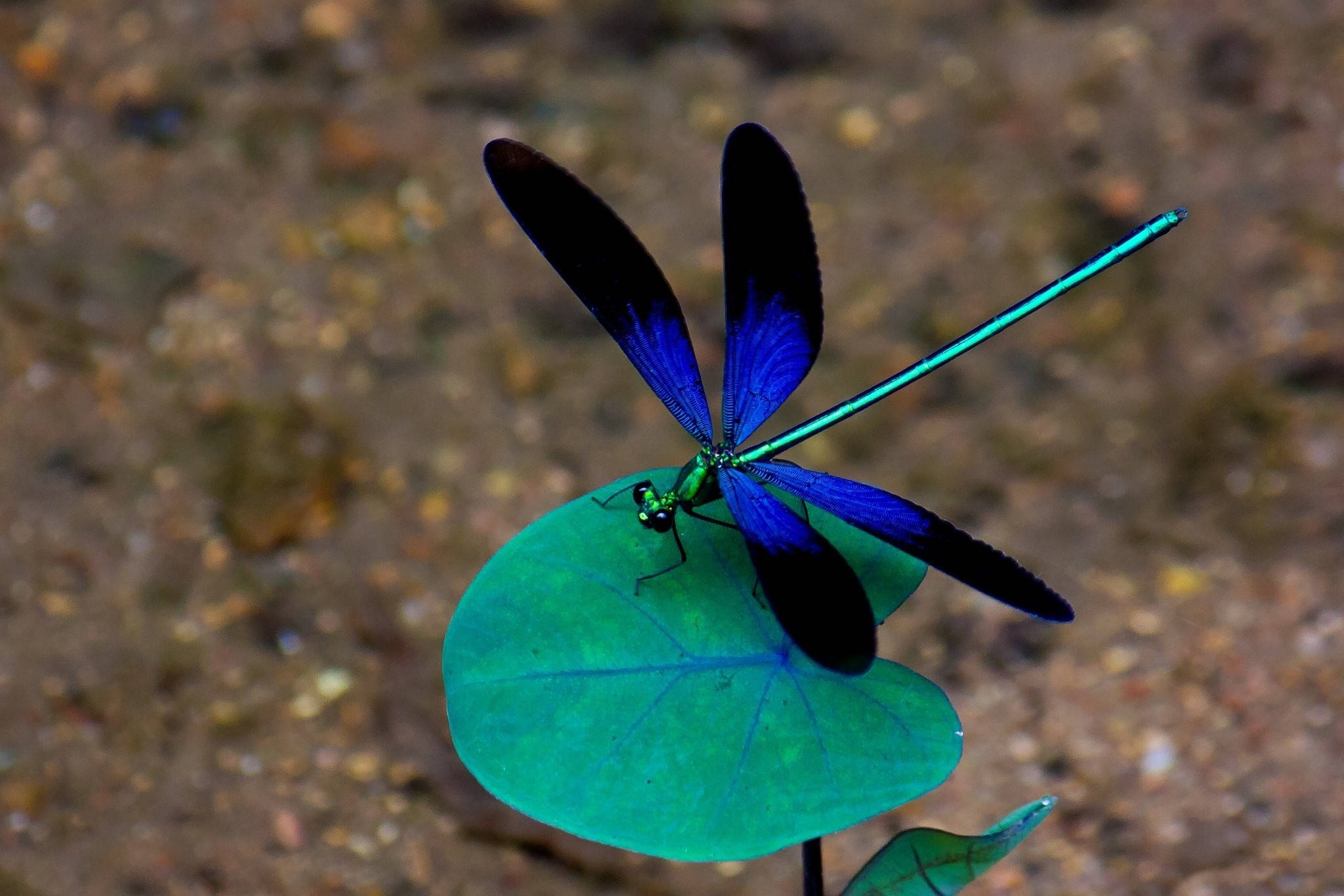 majestic blue dragonfly, vibrant blue, iridescent wings, Full HD Desktop Wallpaper