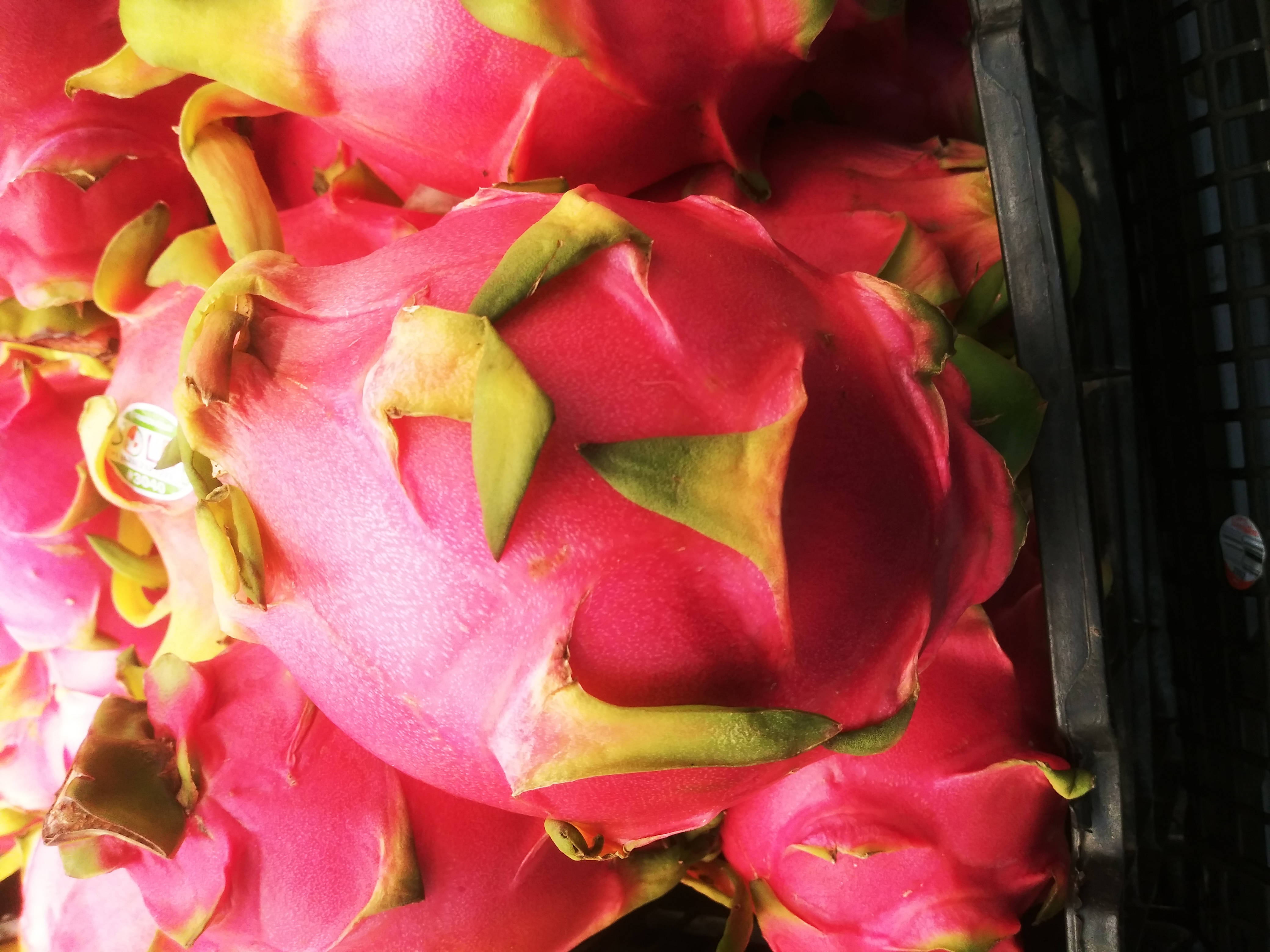 dragonfruit, pink skin, spikes, 4K Desktop Wallpaper