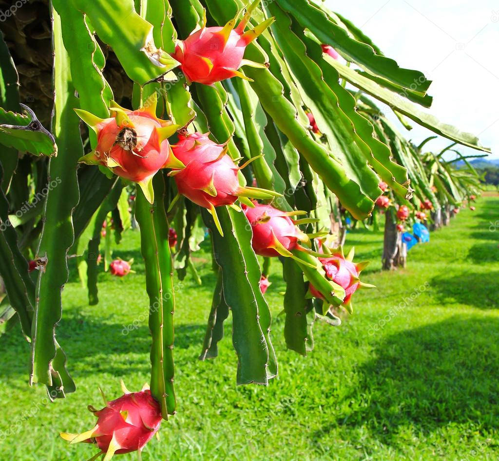 dragonfruit tree, blooming, vibrant pink dragon fruits, SD Desktop Wallpaper