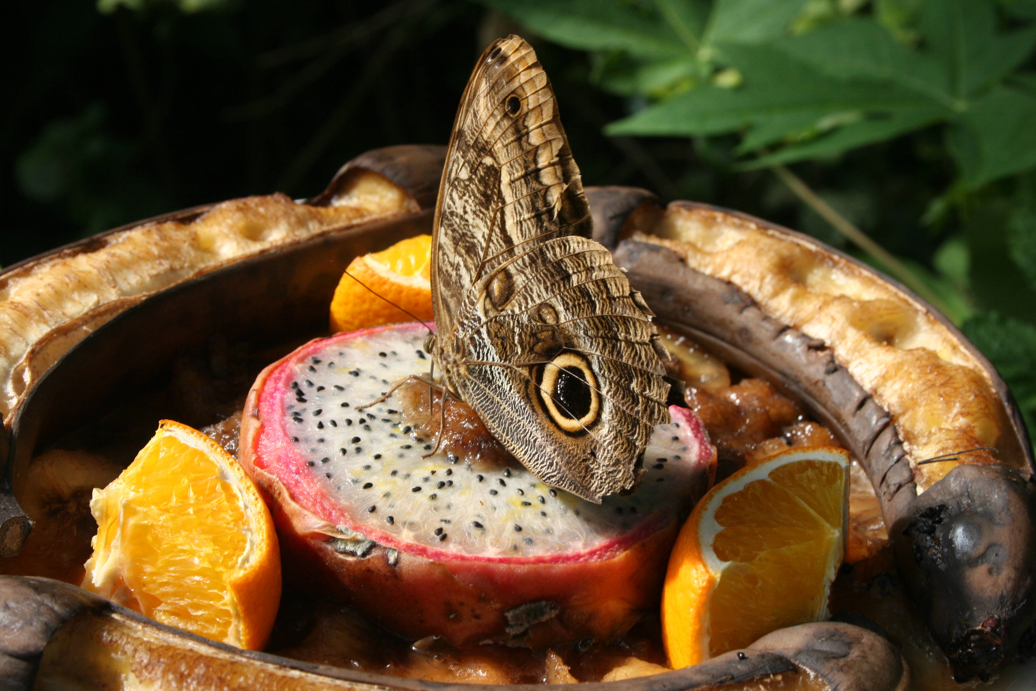 Dragonfruit, Owl butterfly, Sliced dragon fruit, 2K Desktop Wallpaper