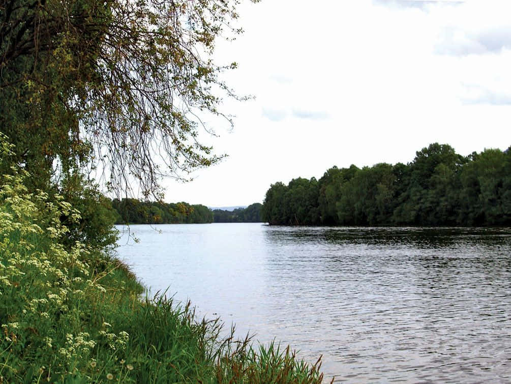 Drammen River, lush green forest, wildflowers, SD Desktop Wallpaper
