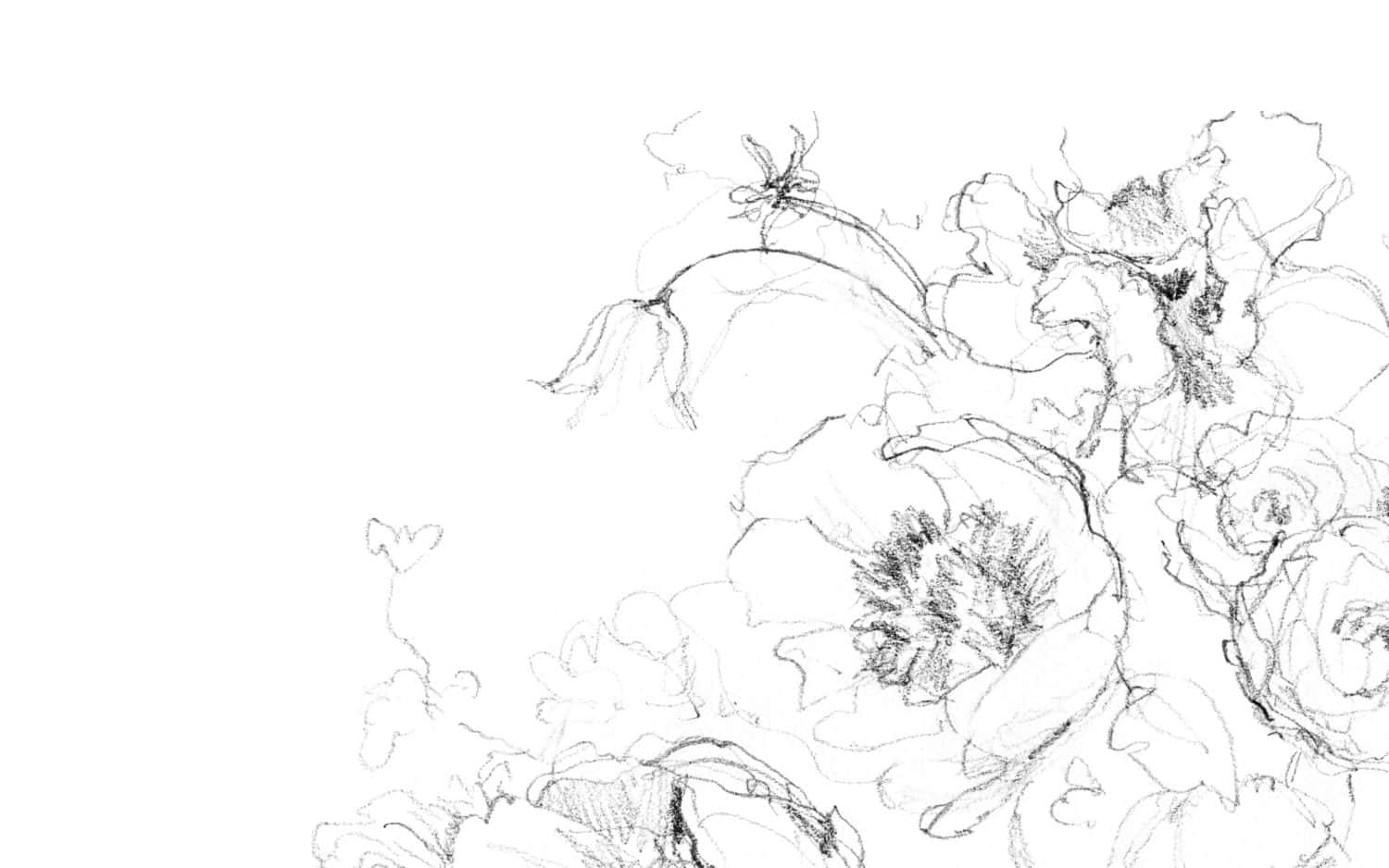 Floral Drawing Desktop, black ink sketch, blooming flowers, HD Desktop Wallpaper