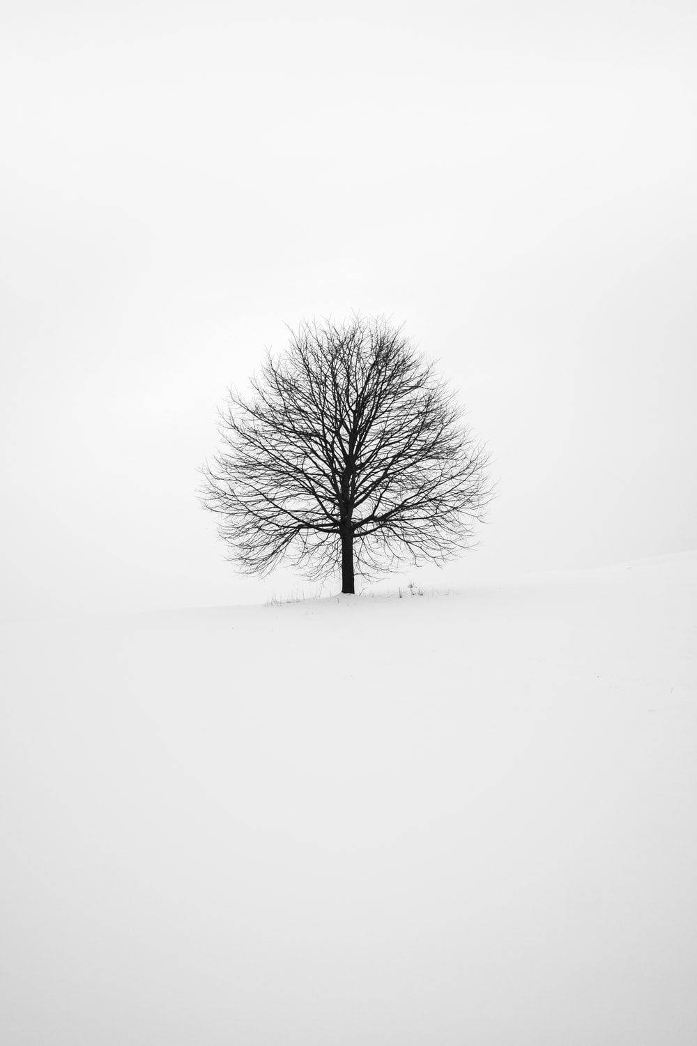 white tree, snowy field, overcast winter sky, HD Phone Wallpaper