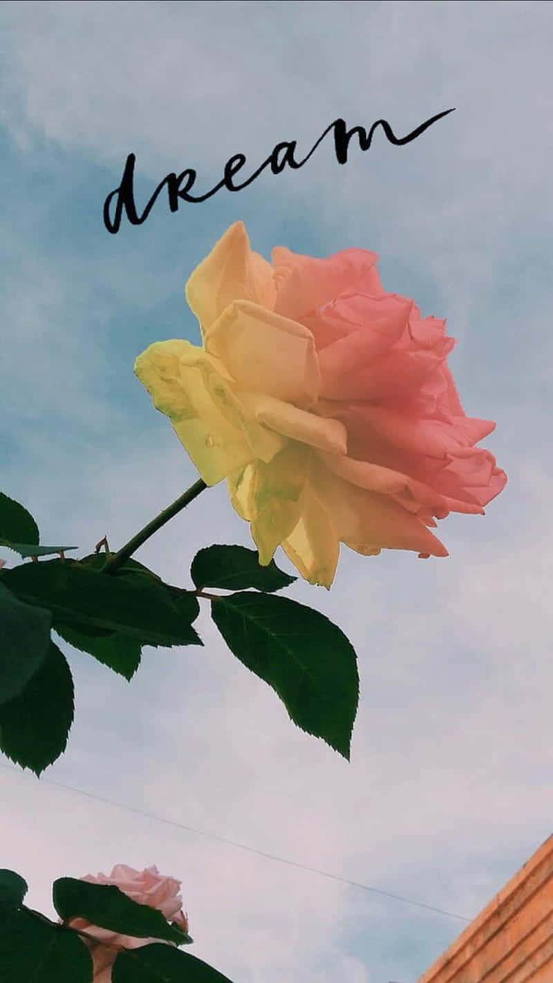 rose, yellow, pink, HD Phone Wallpaper