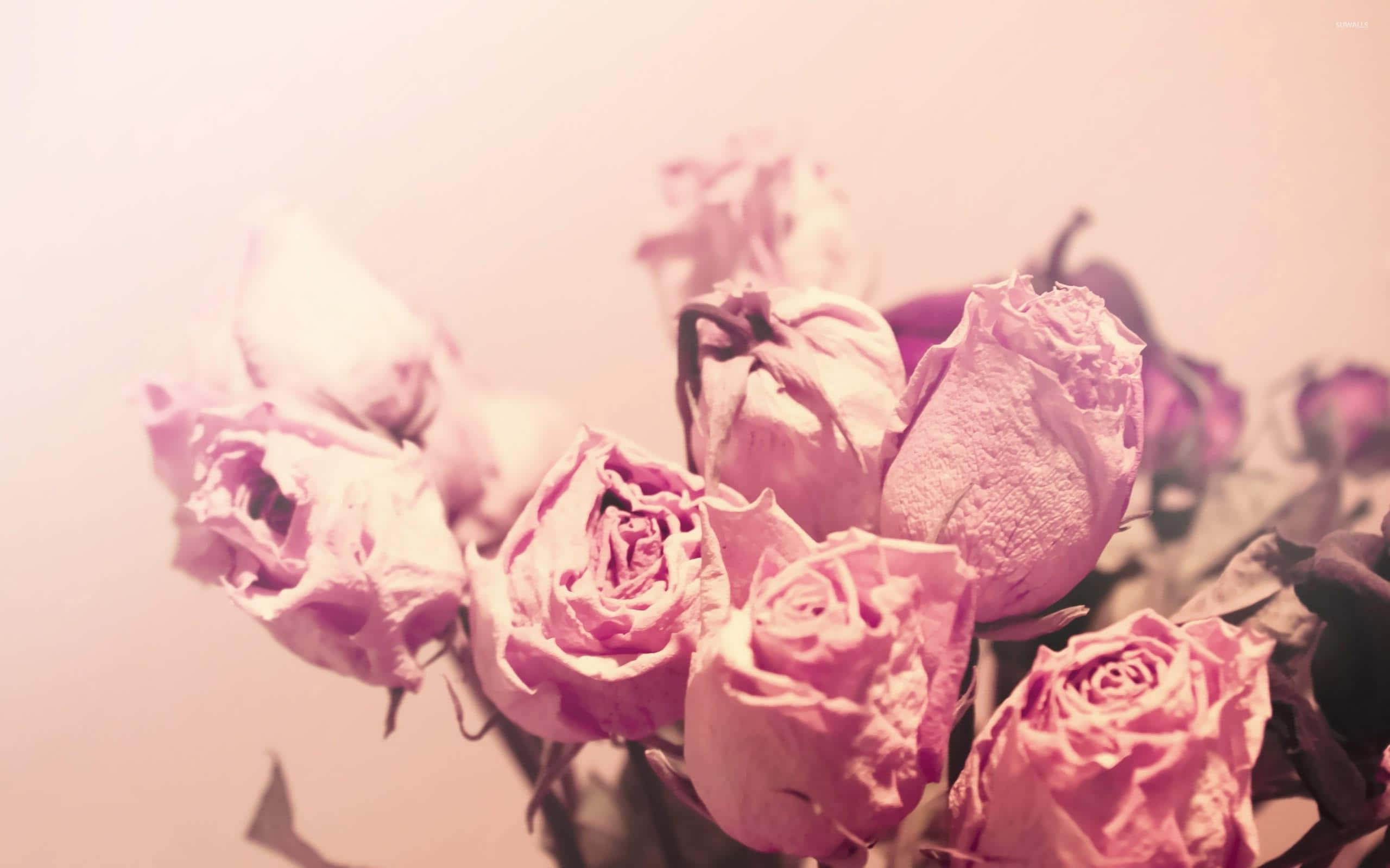 dried flowers, faded pink roses, crinkled petals, 2K Desktop Wallpaper