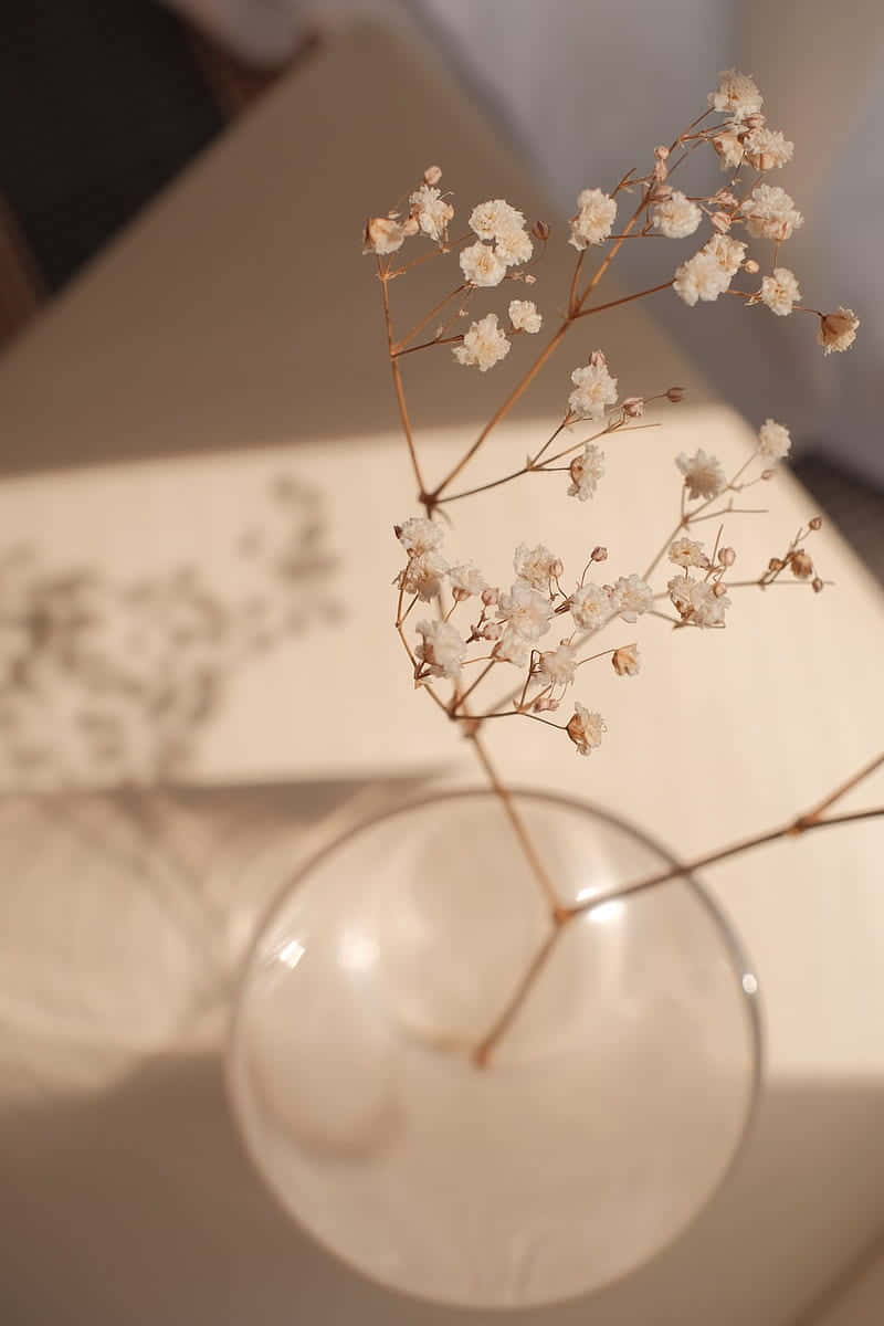 baby's breath, clear glass vase, warm beige surface, SD Phone Wallpaper