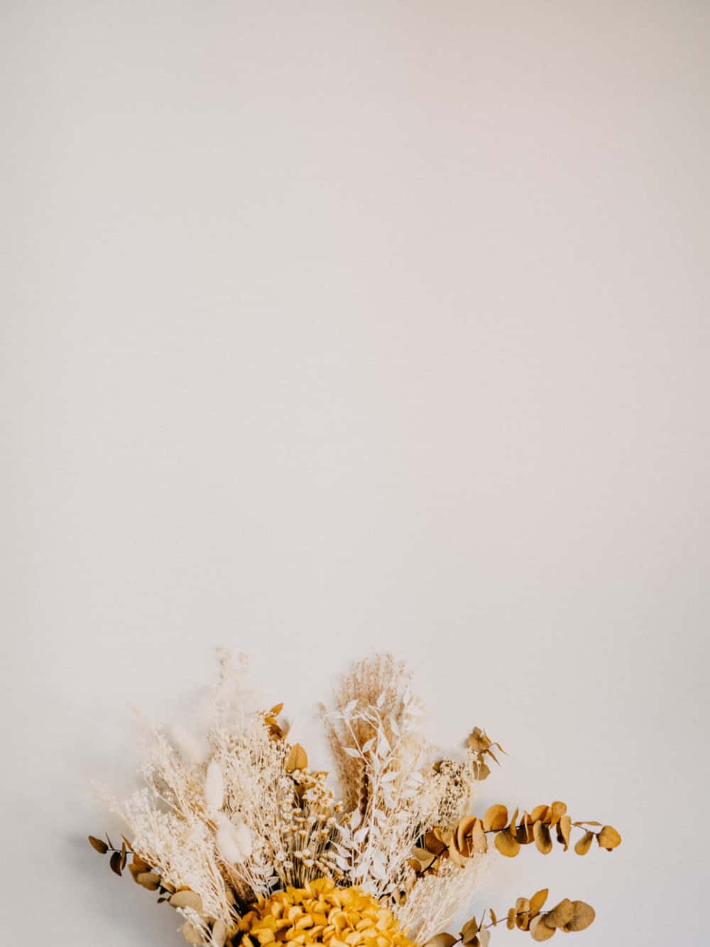 dried flowers, pampas grass, eucalyptus, HD Phone Wallpaper