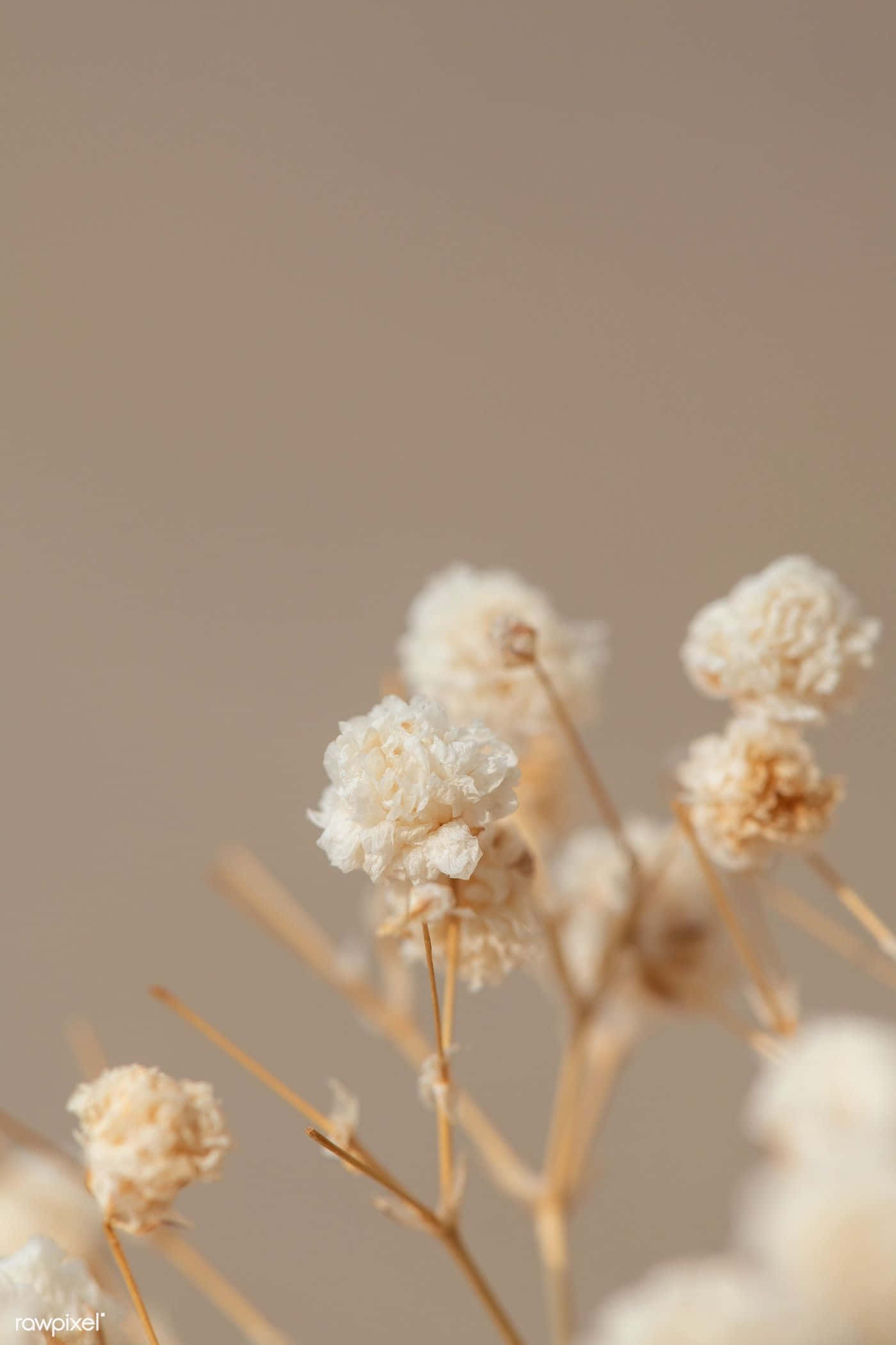 dried flowers, baby's breath, white fluff, Full HD Phone Wallpaper
