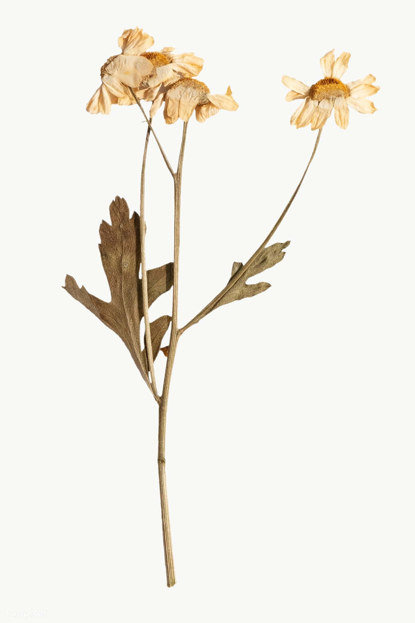dried chamomile flowers, delicate petals, slender stems, Full HD Phone Wallpaper