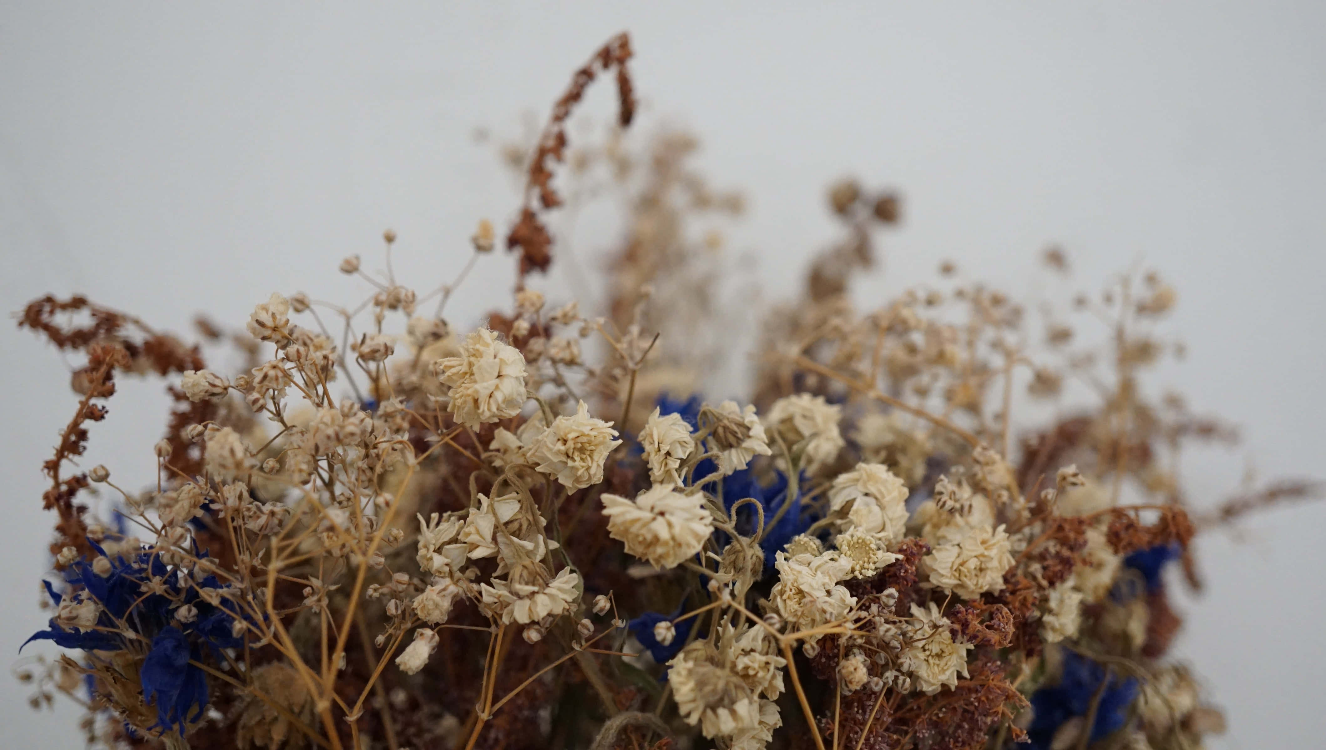 dried flowers, beige, brown, 4K Desktop Wallpaper