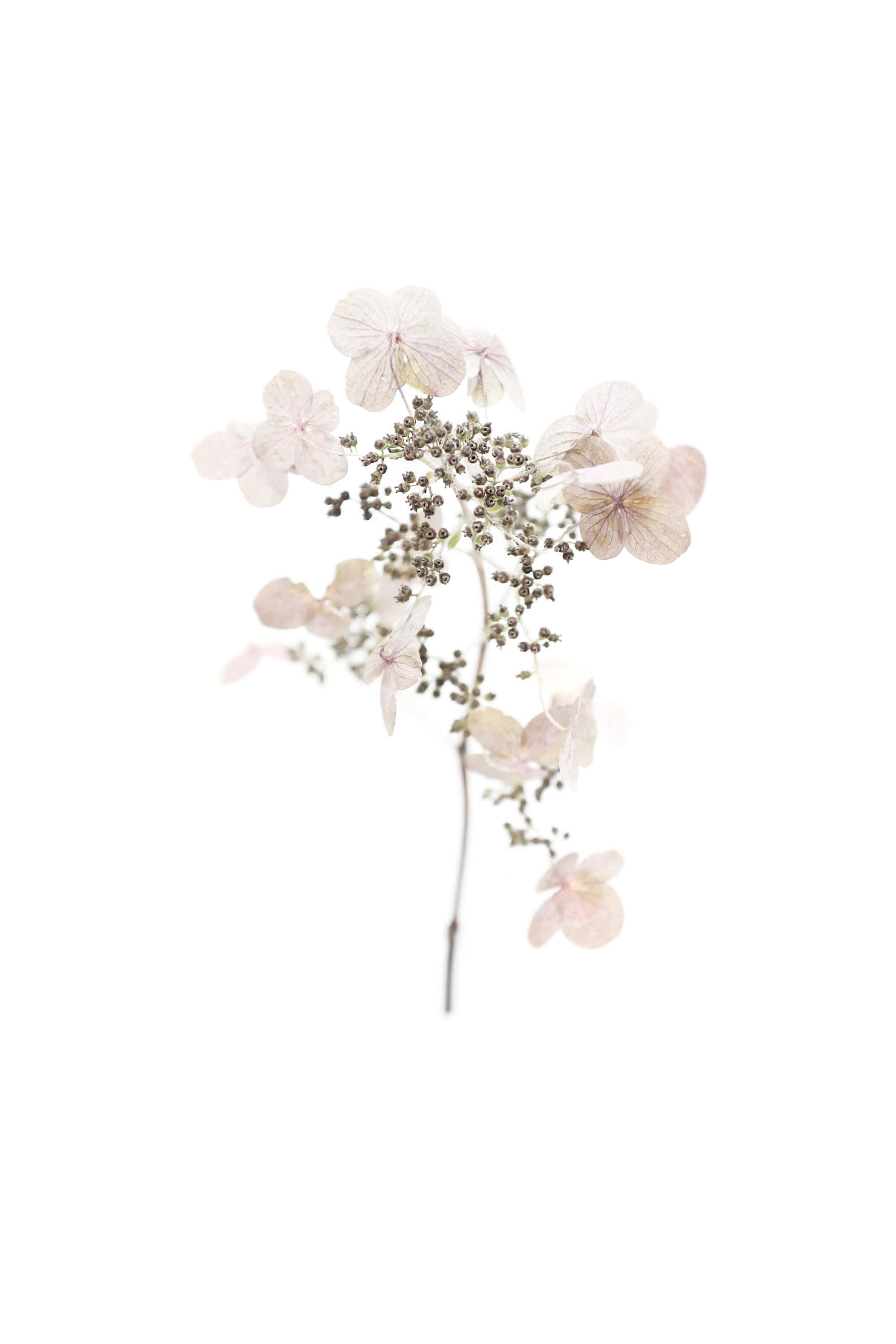 dried hydrangea branch, soft pink petals, tiny seed pods, 2K Phone Wallpaper