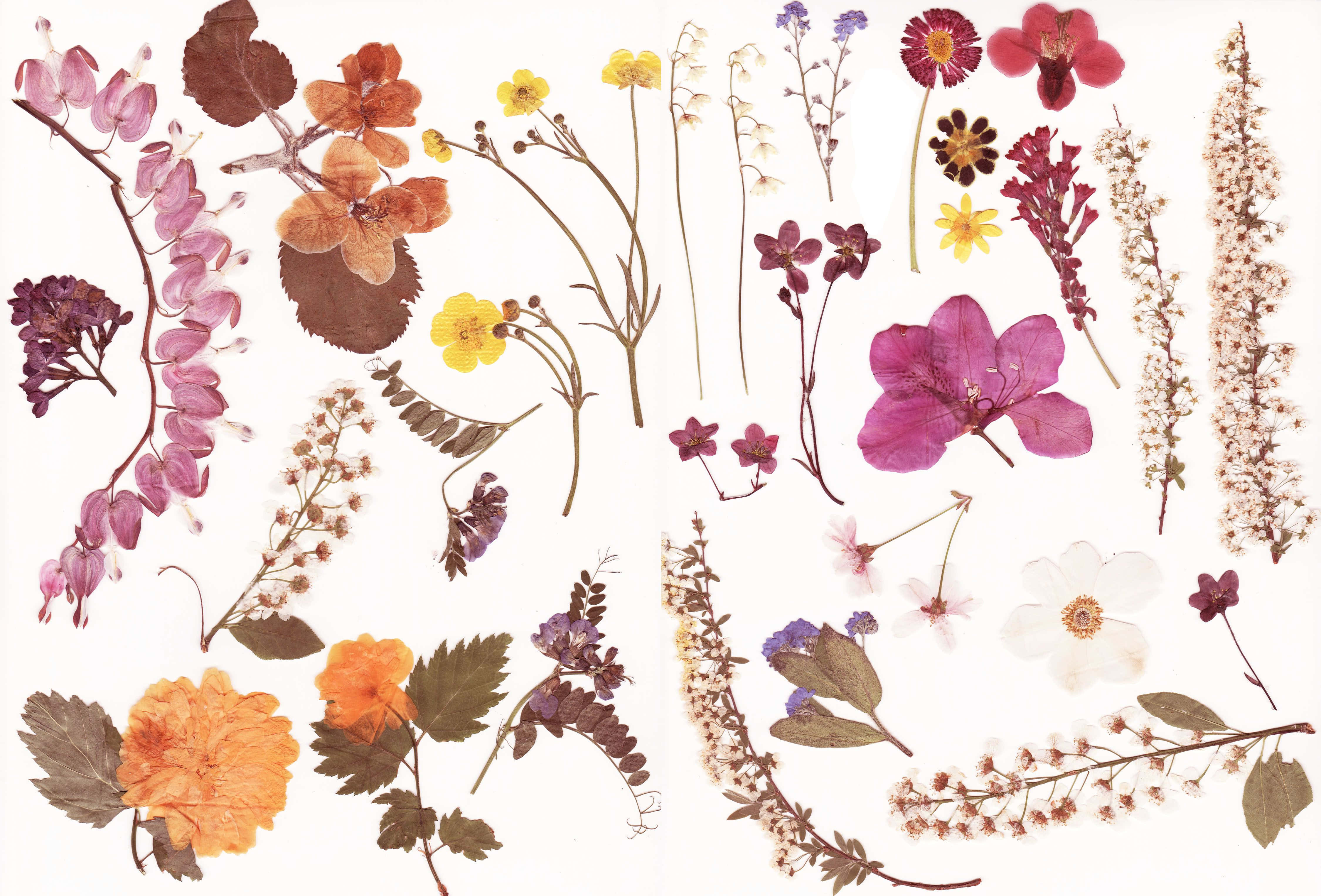 dried flowers, pressed flowers, leaves, 4K Desktop Wallpaper