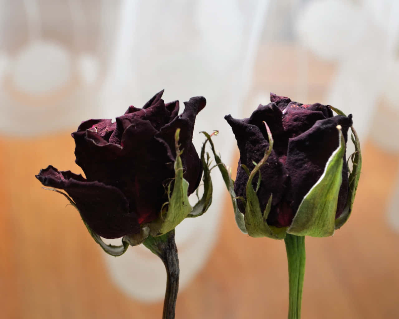dried flowers, dark purple roses, green sepals, HD Desktop Wallpaper