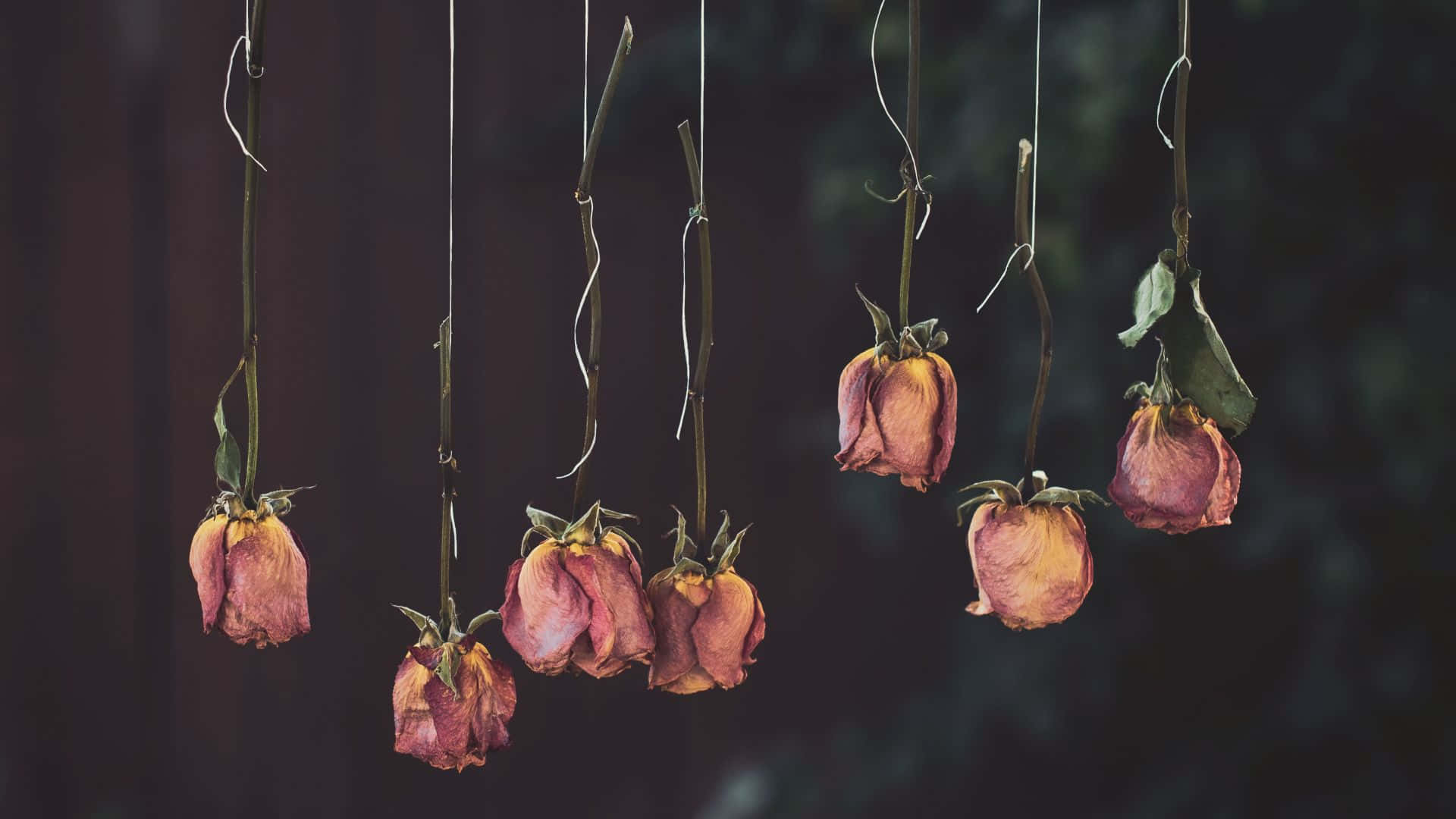 Dried Flowers, dried roses, dark blurred background, Full HD Desktop Wallpaper
