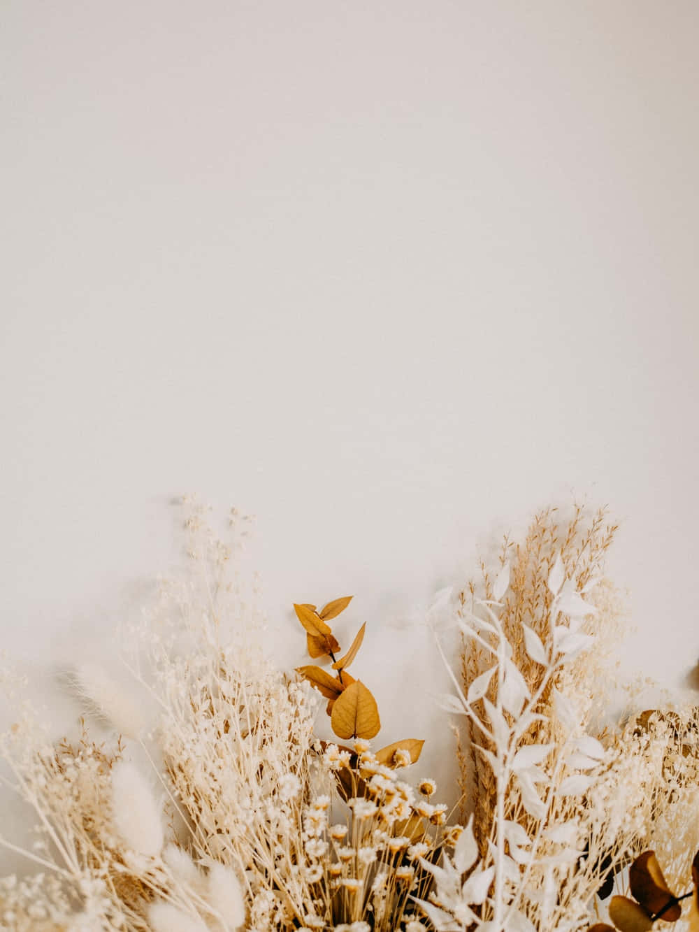 dried flowers, pampas grass, eucalyptus leaves, HD Phone Wallpaper