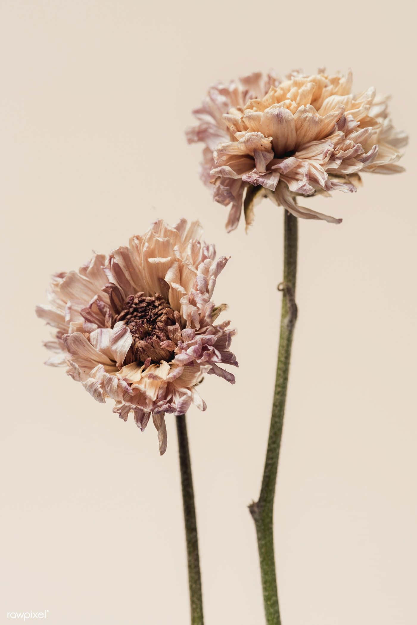 dried flowers, frayed petals, brown centers, Full HD Phone Wallpaper