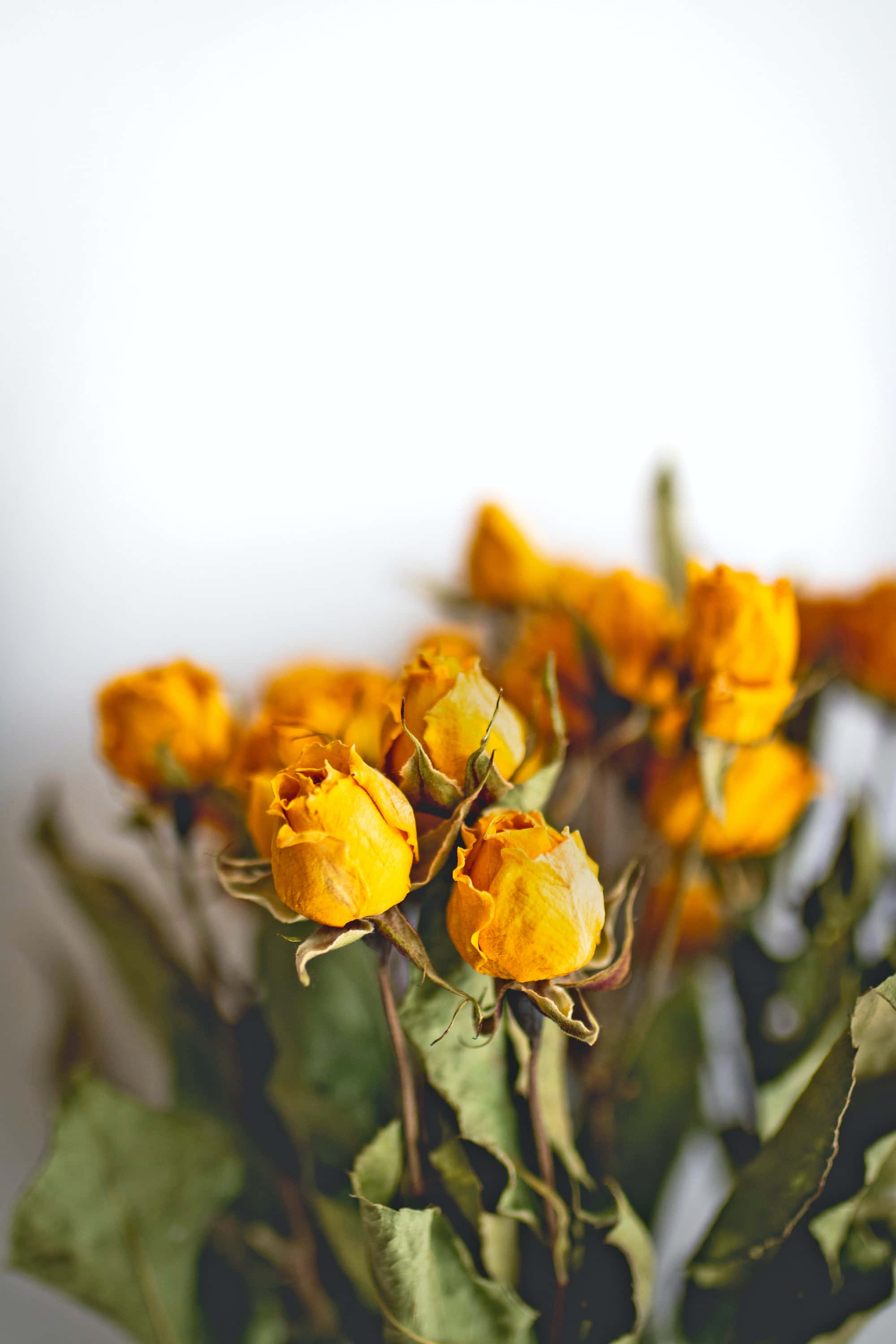 dried yellow roses, wilted petals, green leaves, 2K Phone Wallpaper