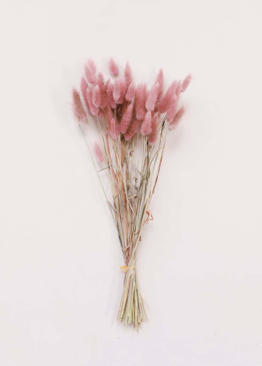 dried flowers, pink pampas grass, feathery plumes, SD Phone Wallpaper