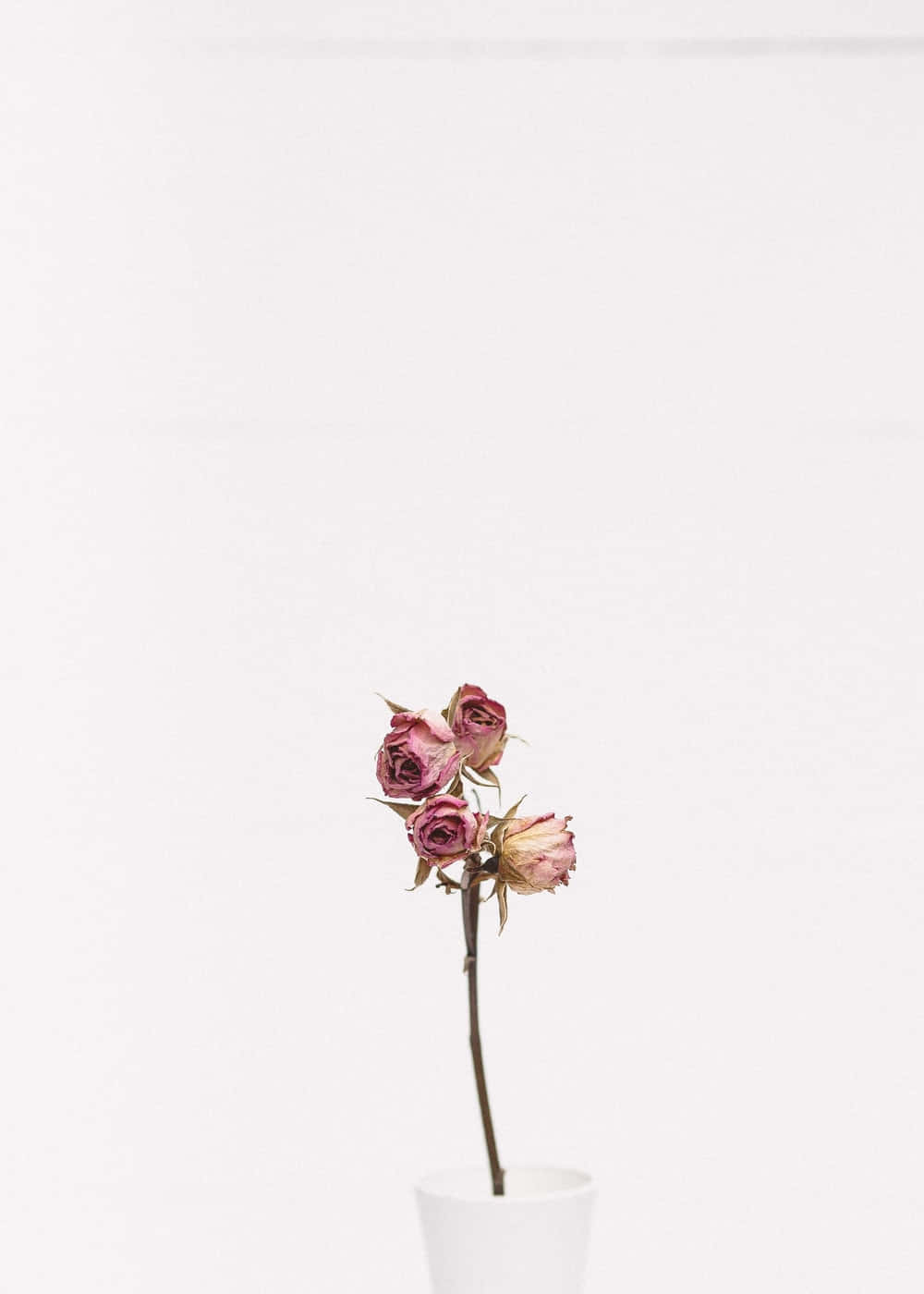 dried pink roses, white vase, stark white background, HD Phone Wallpaper
