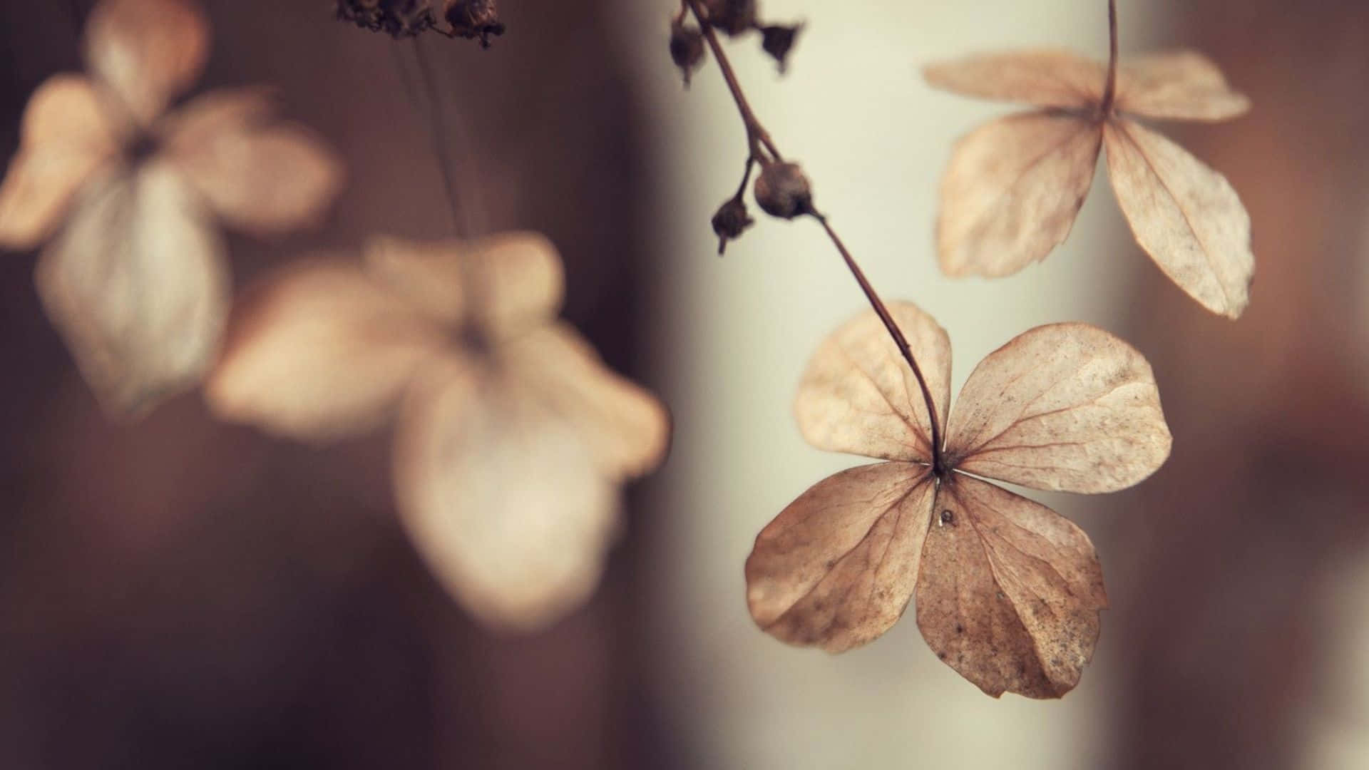 dried flowers, hydrangea blooms, wooden surface, Full HD Desktop Wallpaper