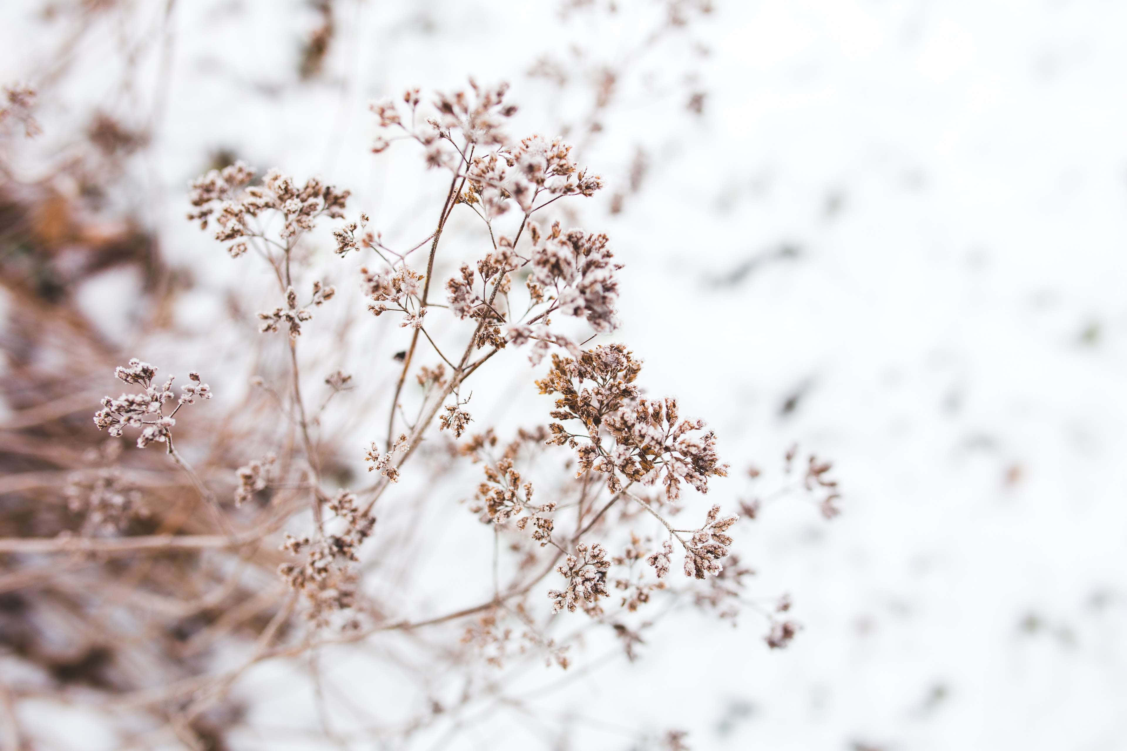 Dried Flowers, 3840 x 2560, frost-kissed, 4K Desktop Wallpaper