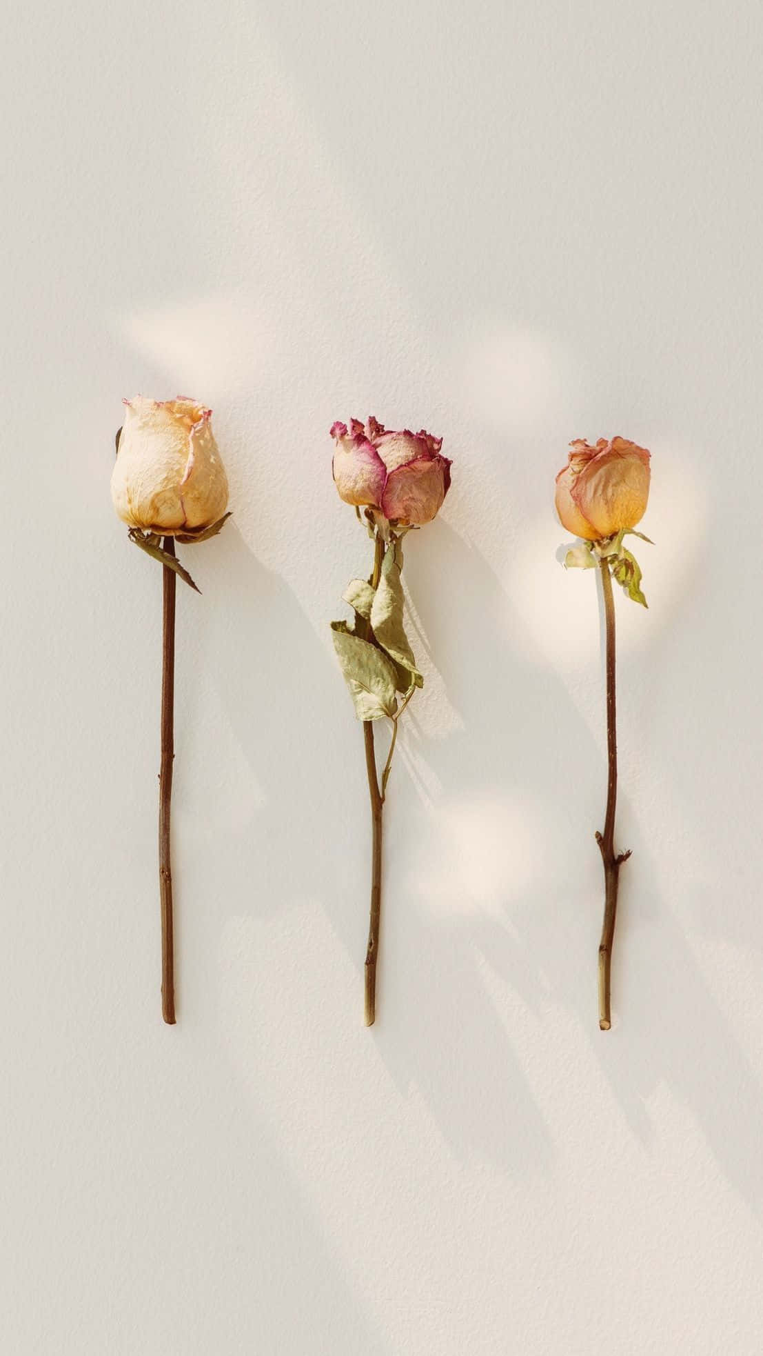 dried flowers, three dried roses, brown stems, Full HD Phone Wallpaper
