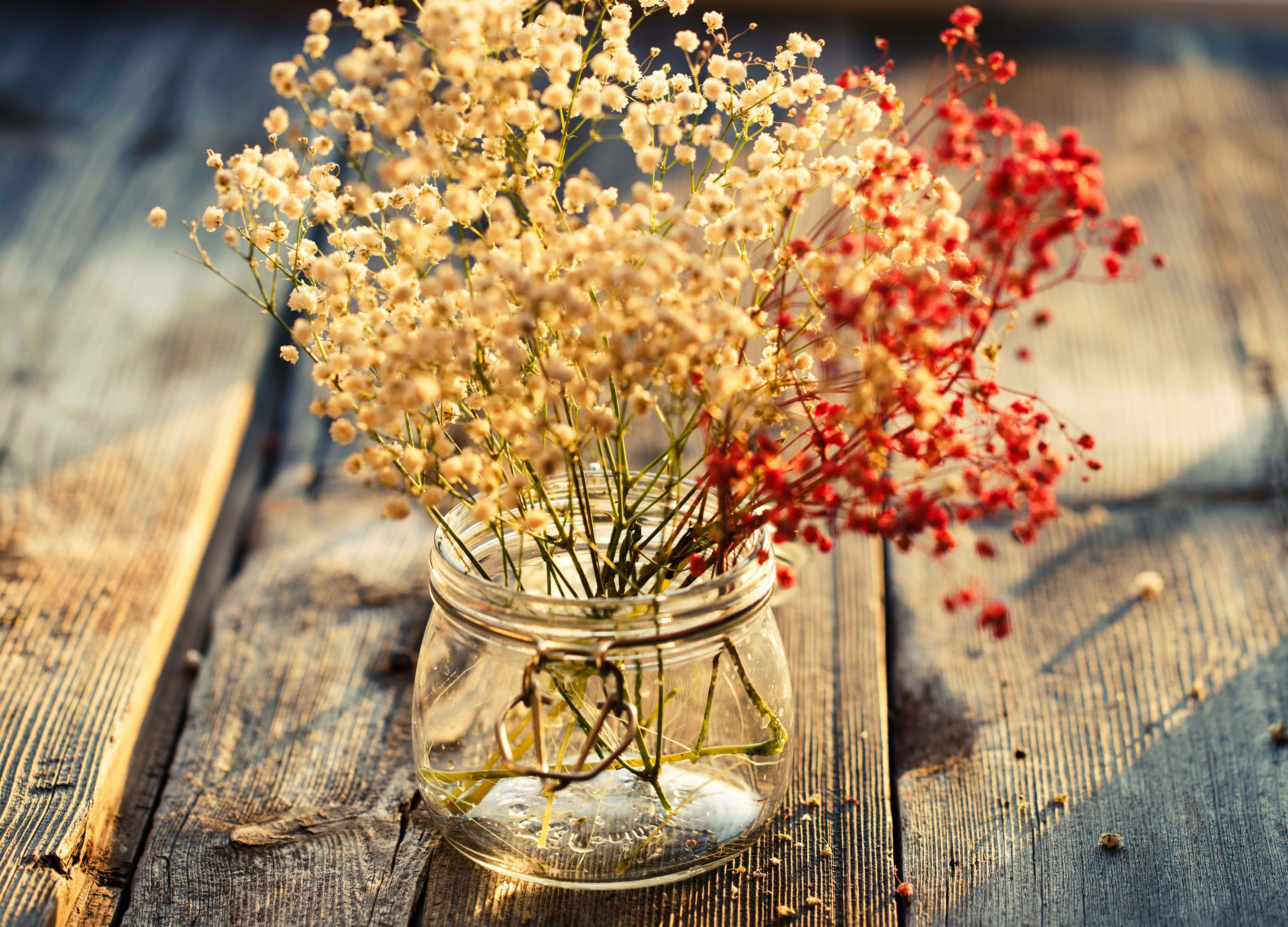 dried flowers, baby's breath flowers, glass jar, 4K Desktop Wallpaper