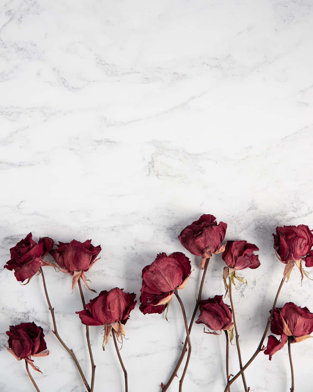 dried flowers, deep red roses, wilted petals, SD Phone Wallpaper
