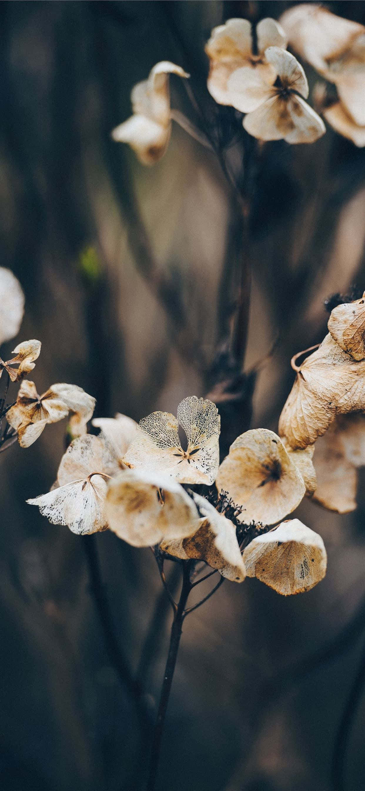 dried hydrangea blooms, soft beige tones, blurred dark brown background, 2K Phone Wallpaper