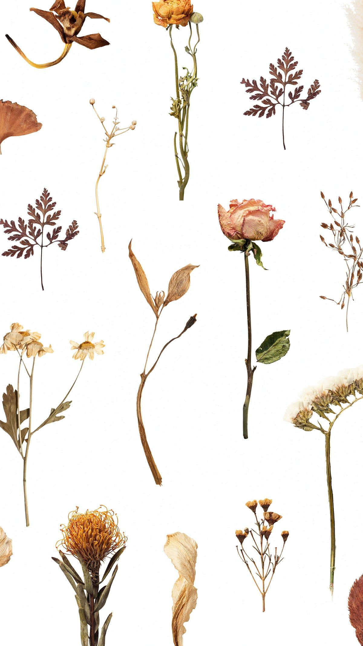 Dried Flowers, roses, ferns, Full HD Phone Wallpaper