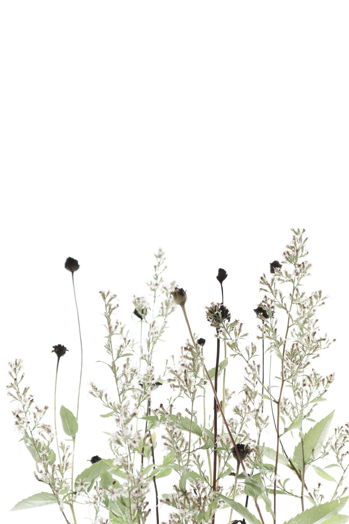 dried flowers, white background, minimalist botanical arrangement, HD Phone Wallpaper