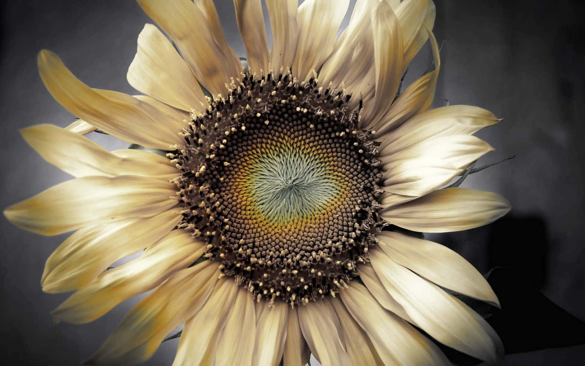 dried flowers, sunflower, golden petals, Full HD Desktop Wallpaper