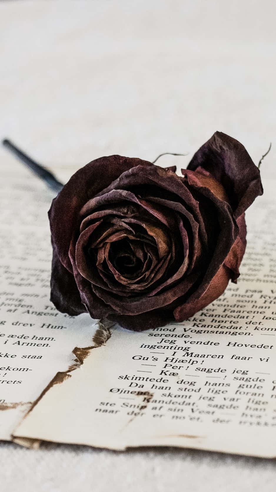 dried flowers, dark rose, open book, HD Phone Wallpaper