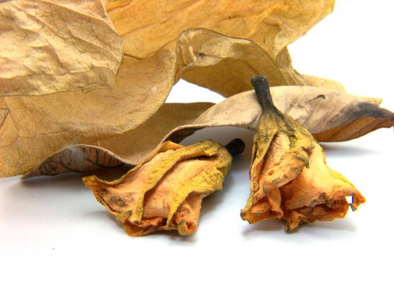dried real floral roses, yellow flowers, papery husks, SD Desktop Wallpaper