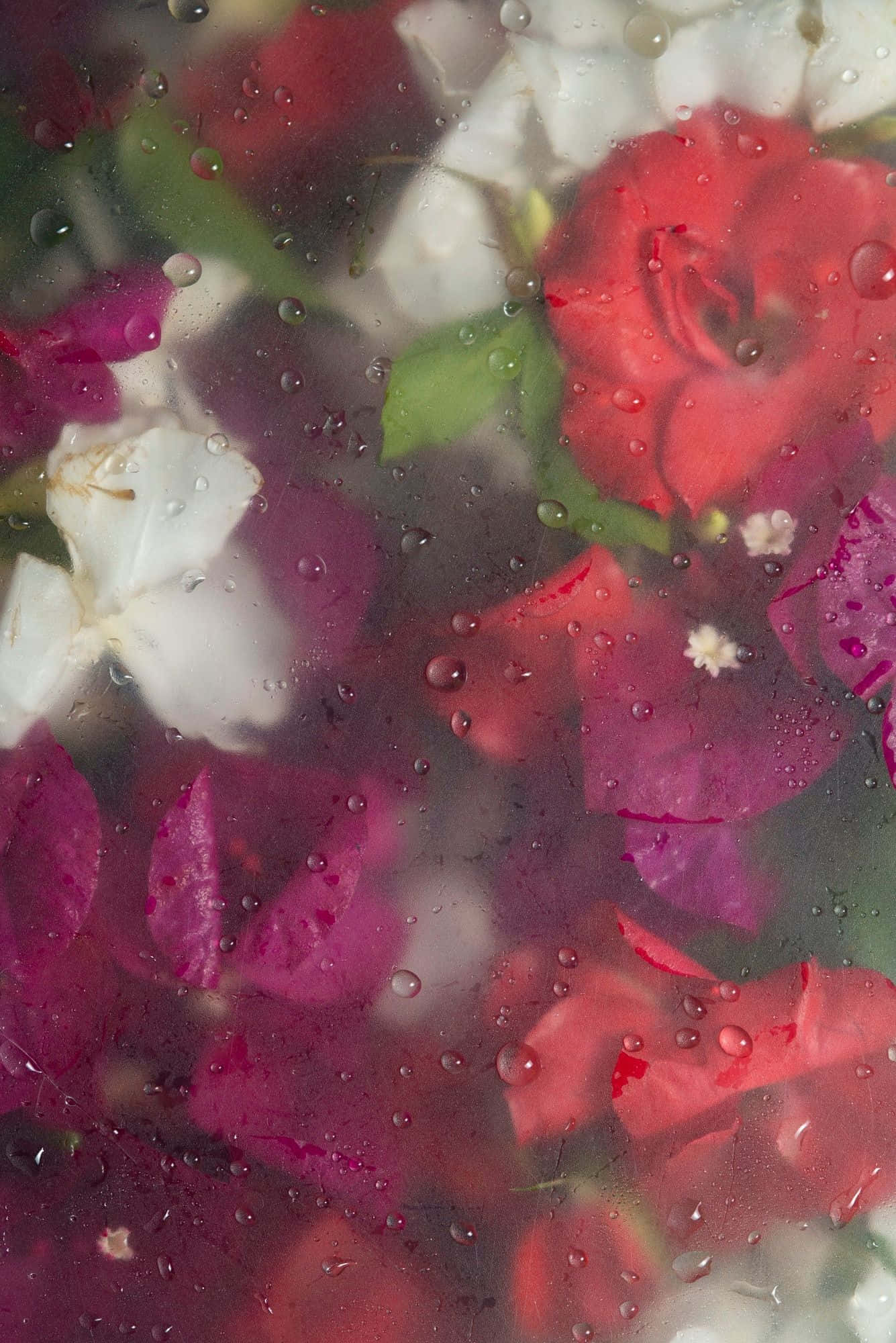 Misty Floral Dew Drops, vibrant red and white flowers, dewy droplets, Full HD Phone Wallpaper