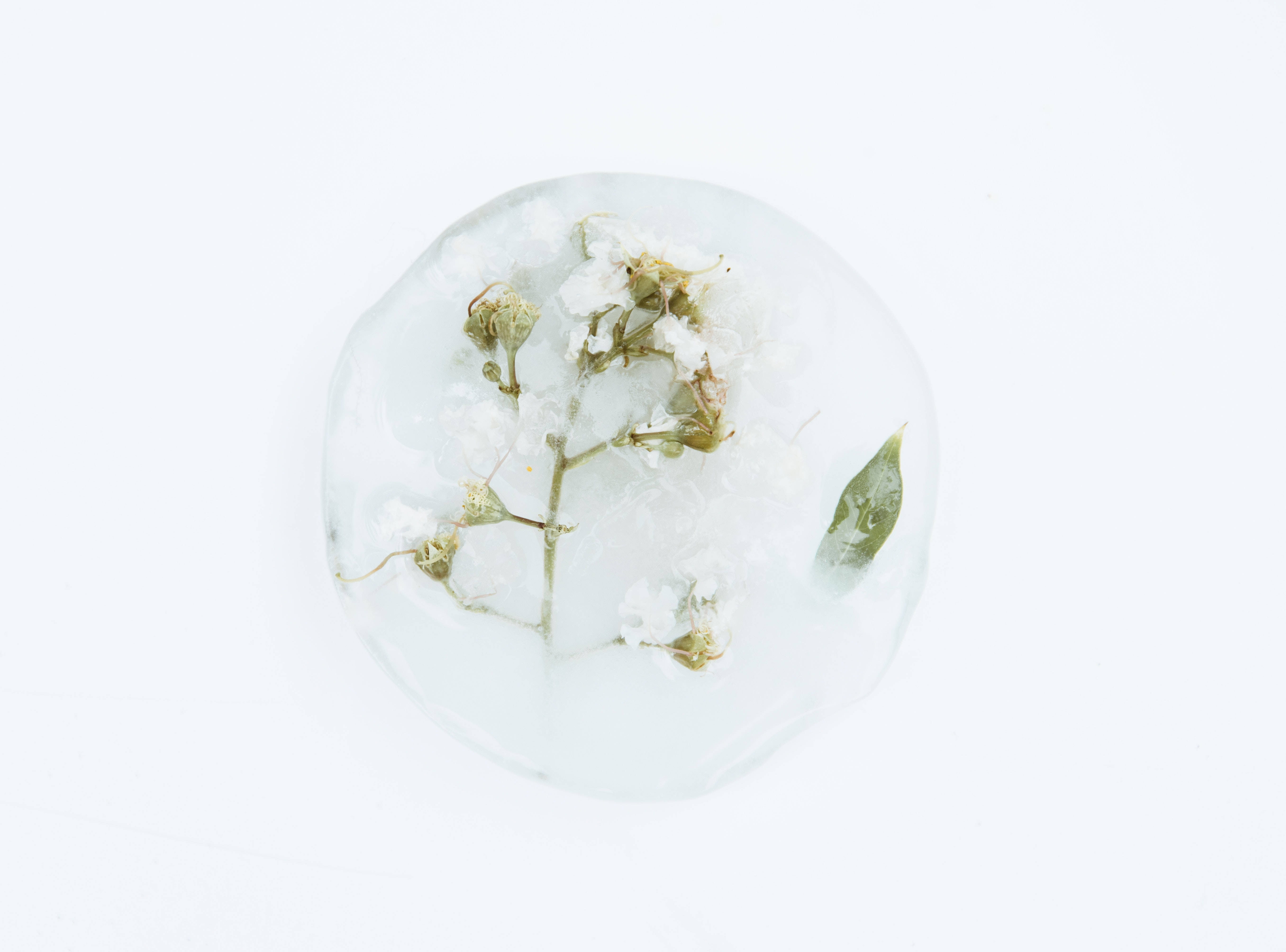 dried flowers, translucent ice sphere, white background, 5K Desktop Wallpaper