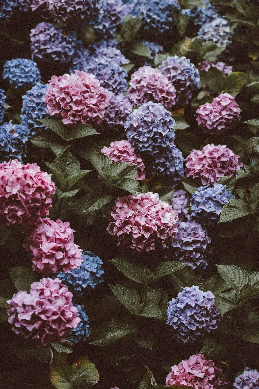faded pink and purple hydrangea flowers, pink and blue hydrangea blooms, lush green leaves, HD Phone Wallpaper