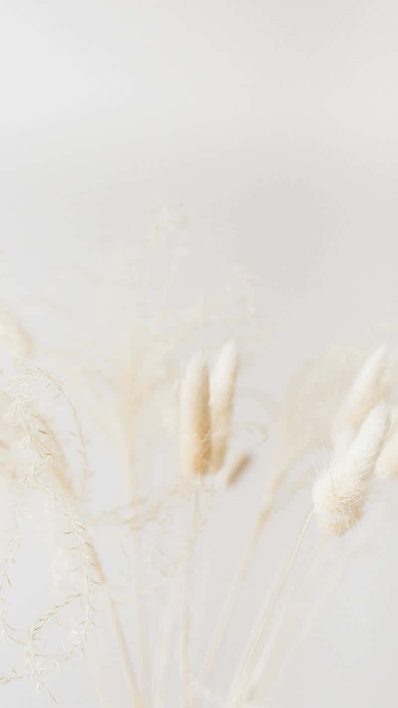 minimalist dried flowers backdrop, soft beige pampas grass plumes, off white background, HD Phone Wallpaper