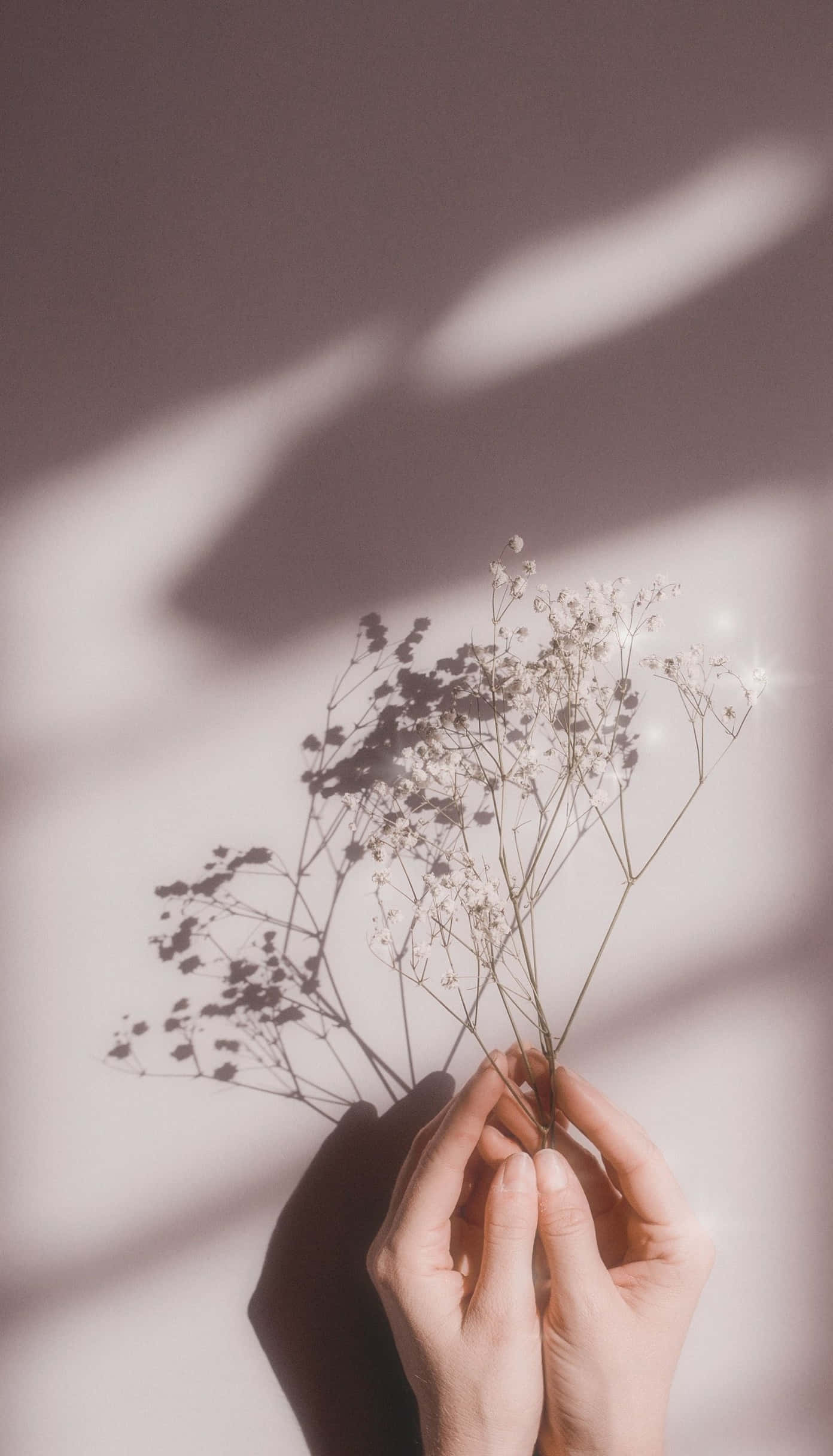 dried baby's breath flowers, softly lit wall, dramatic shadow patterns, Full HD Phone Wallpaper