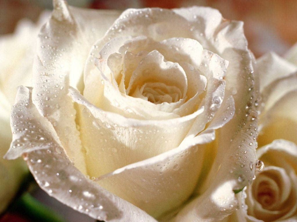 wet white rose, pristine white rose, dewdrops, SD Desktop Wallpaper