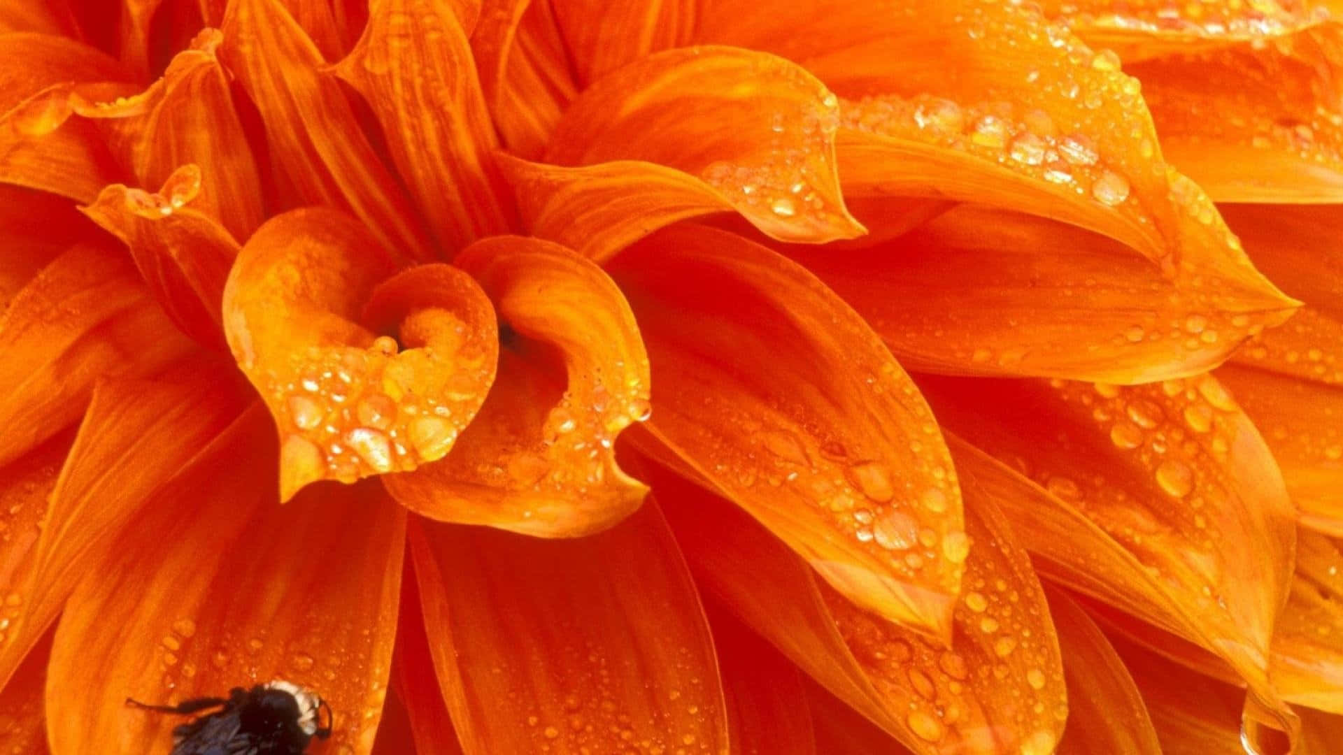 orange dahlia, wet petals, dewdrops, Full HD Desktop Wallpaper