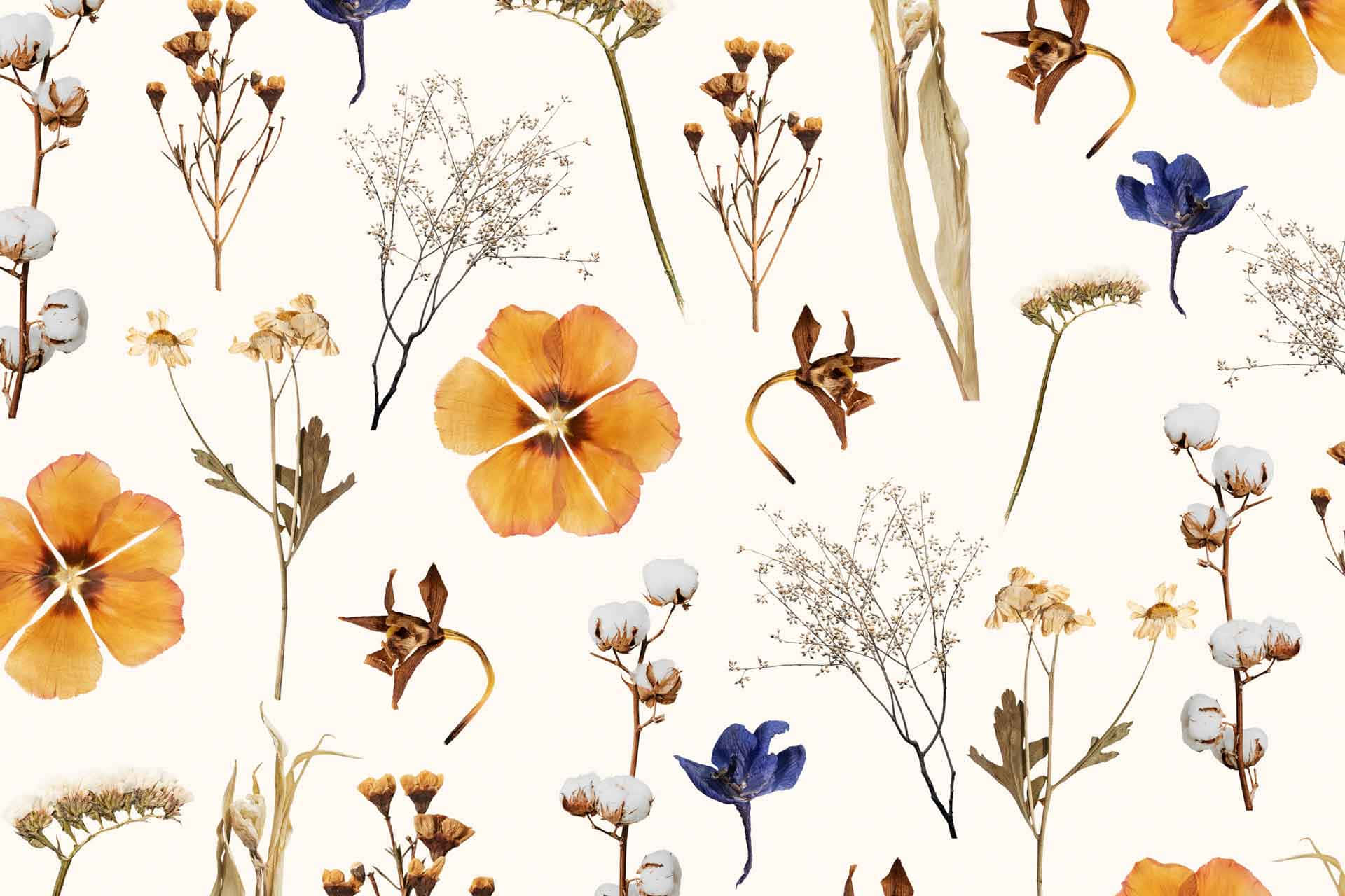 dried flowers, orange blue, beige, Full HD Desktop Wallpaper