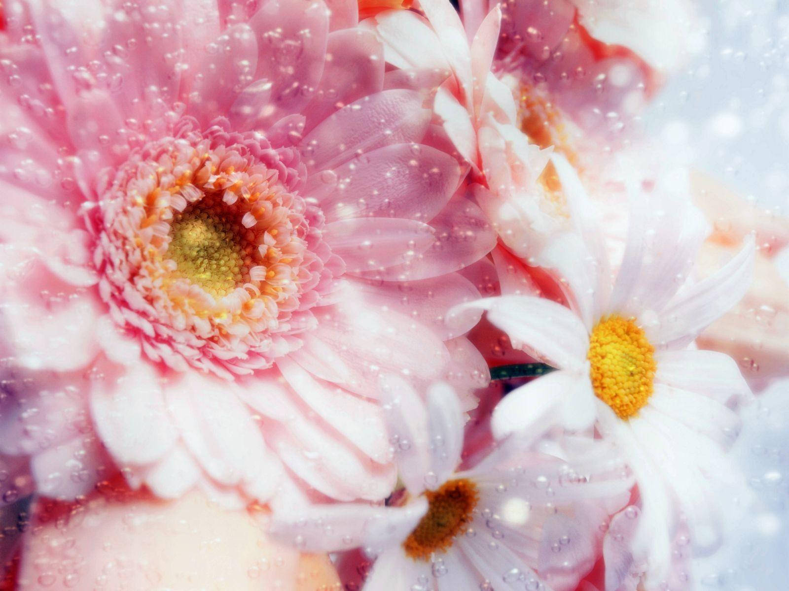 pink flower droplets, pink and white daisies, dewdrops, HD Desktop Wallpaper