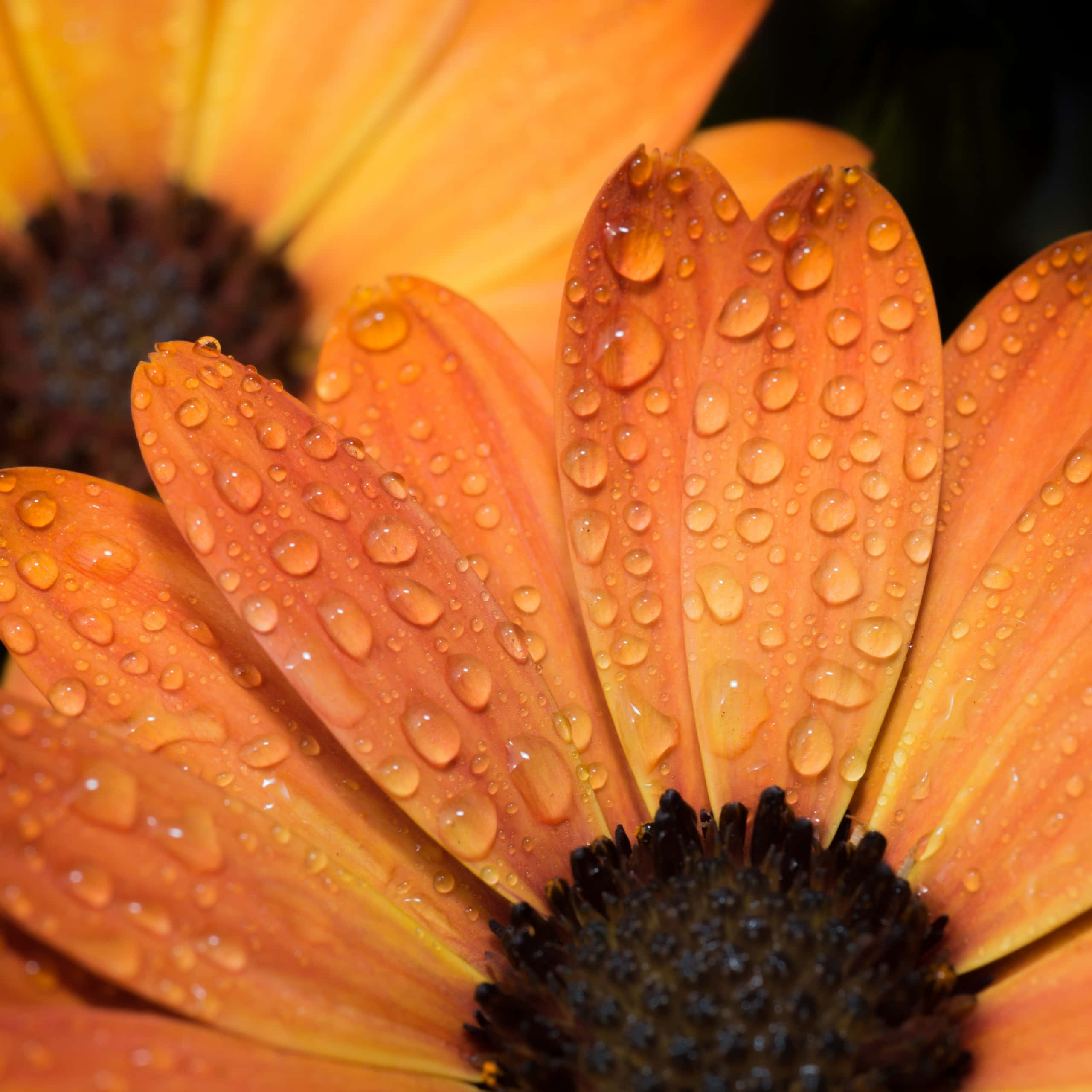 orange flowers, wet petals, dew drops, 2K Desktop Wallpaper