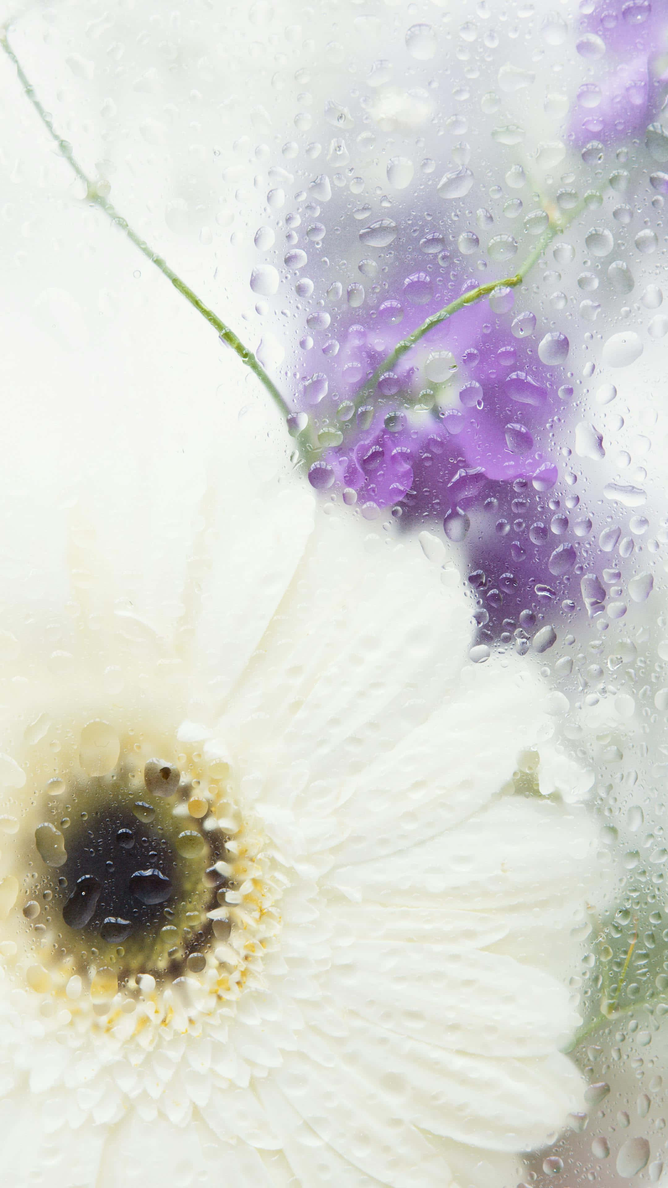 white daisy, purple flowers, rain-speckled glass surface, 4K Phone Wallpaper