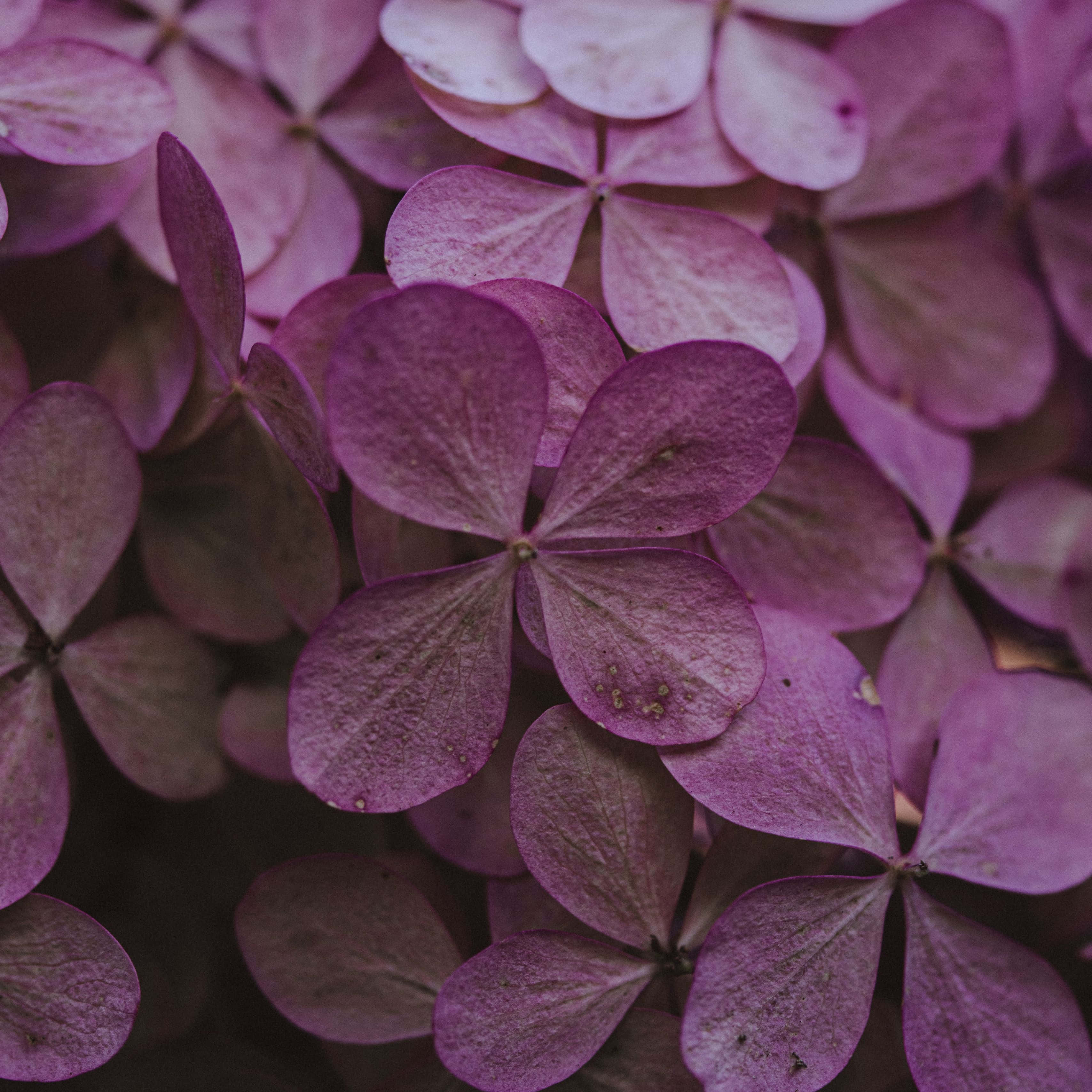 dried flowers, purple hydrangea, visible veins, 2K Desktop Wallpaper