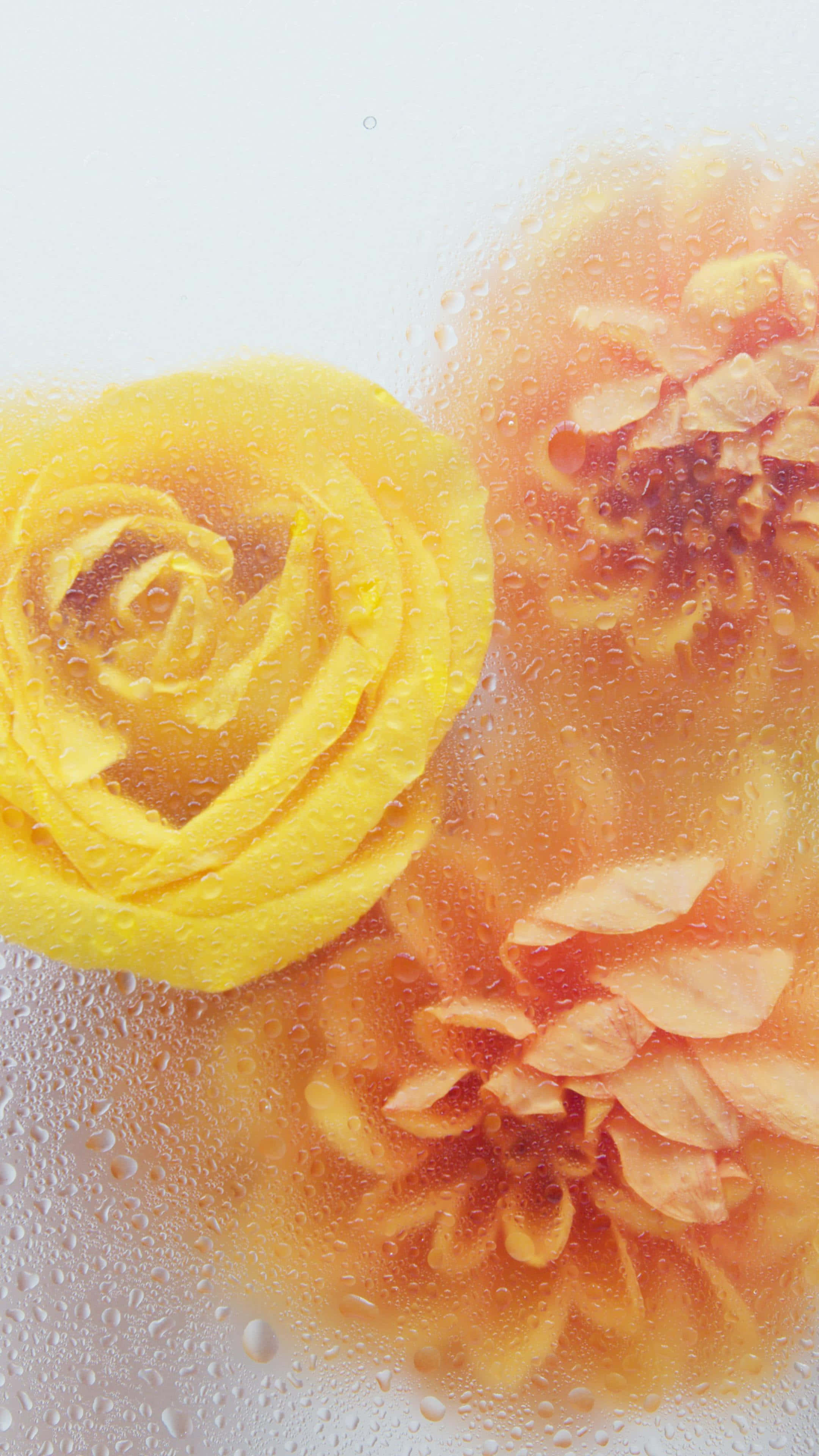 Condensation Clad Florals, yellow flowers, peach flowers, 4K Phone Wallpaper